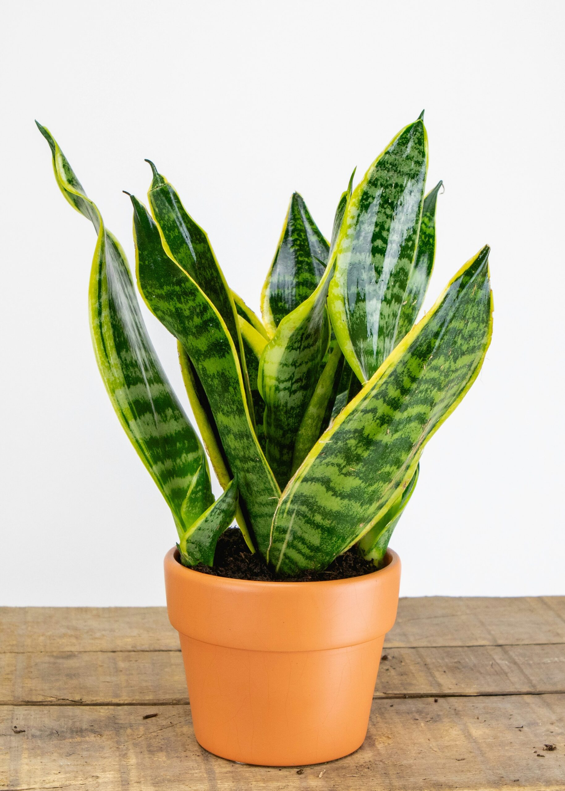 snake-plant-sansevieria-low-light-houseplant