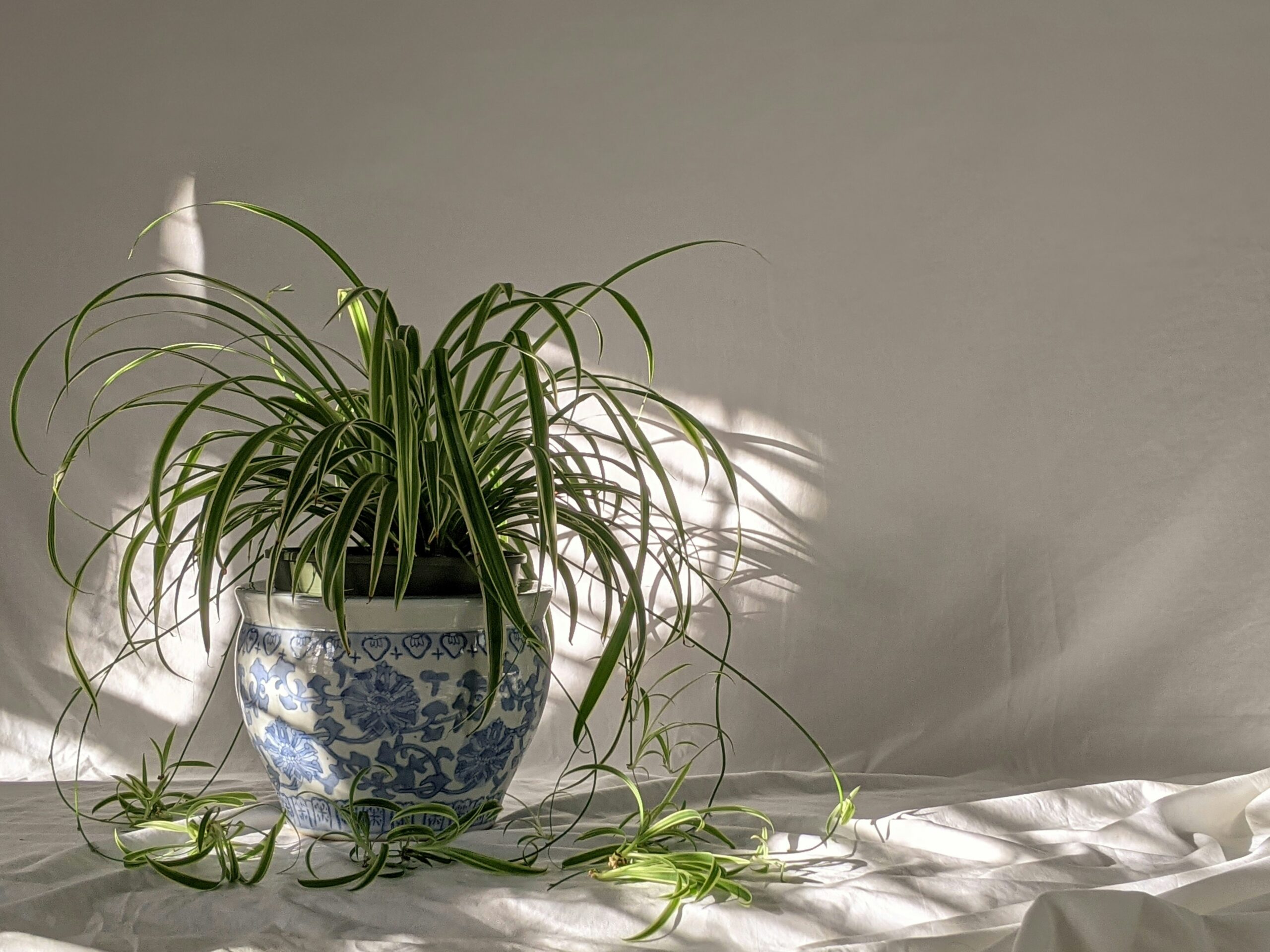 spider-plant-hanging-bathroom-shelf-low-light