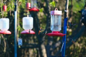 types-of-hummingbird-feeders