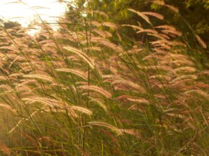 winter-wheat-green-landscaping-sustainable-lawn