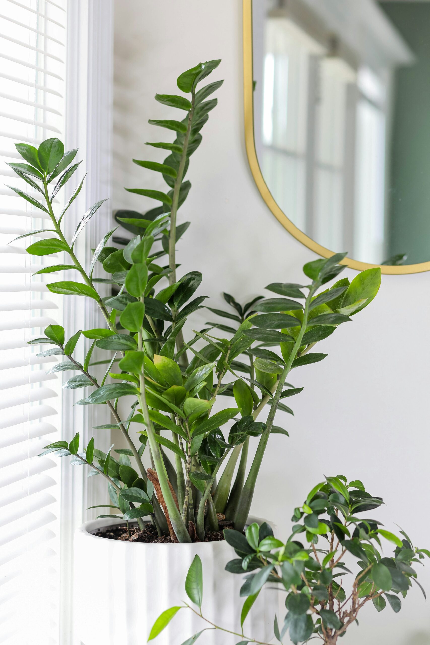 zz-plant-low-light-indoor-easy-care