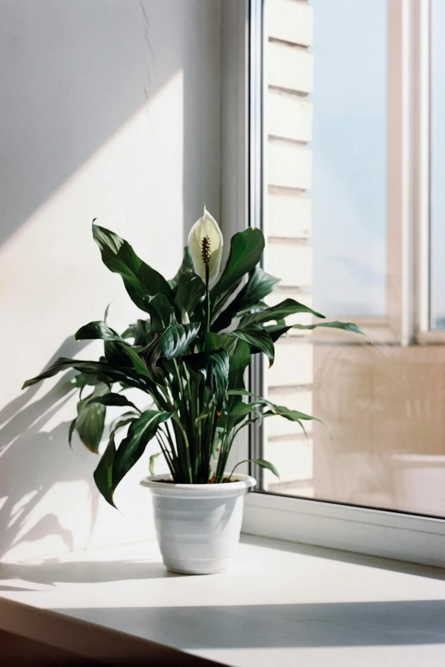 peace-lily-indirect-sunlight-near-window