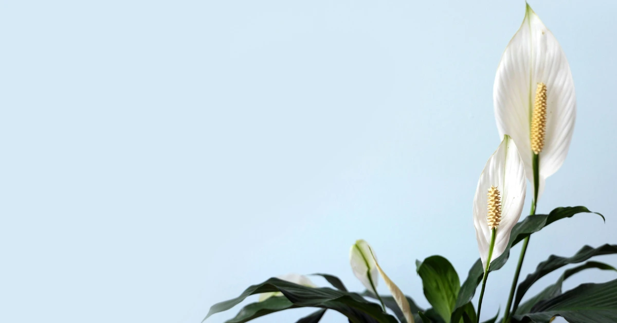 5 Essential Tips for Perfect Peace Lily Care All Year Round
