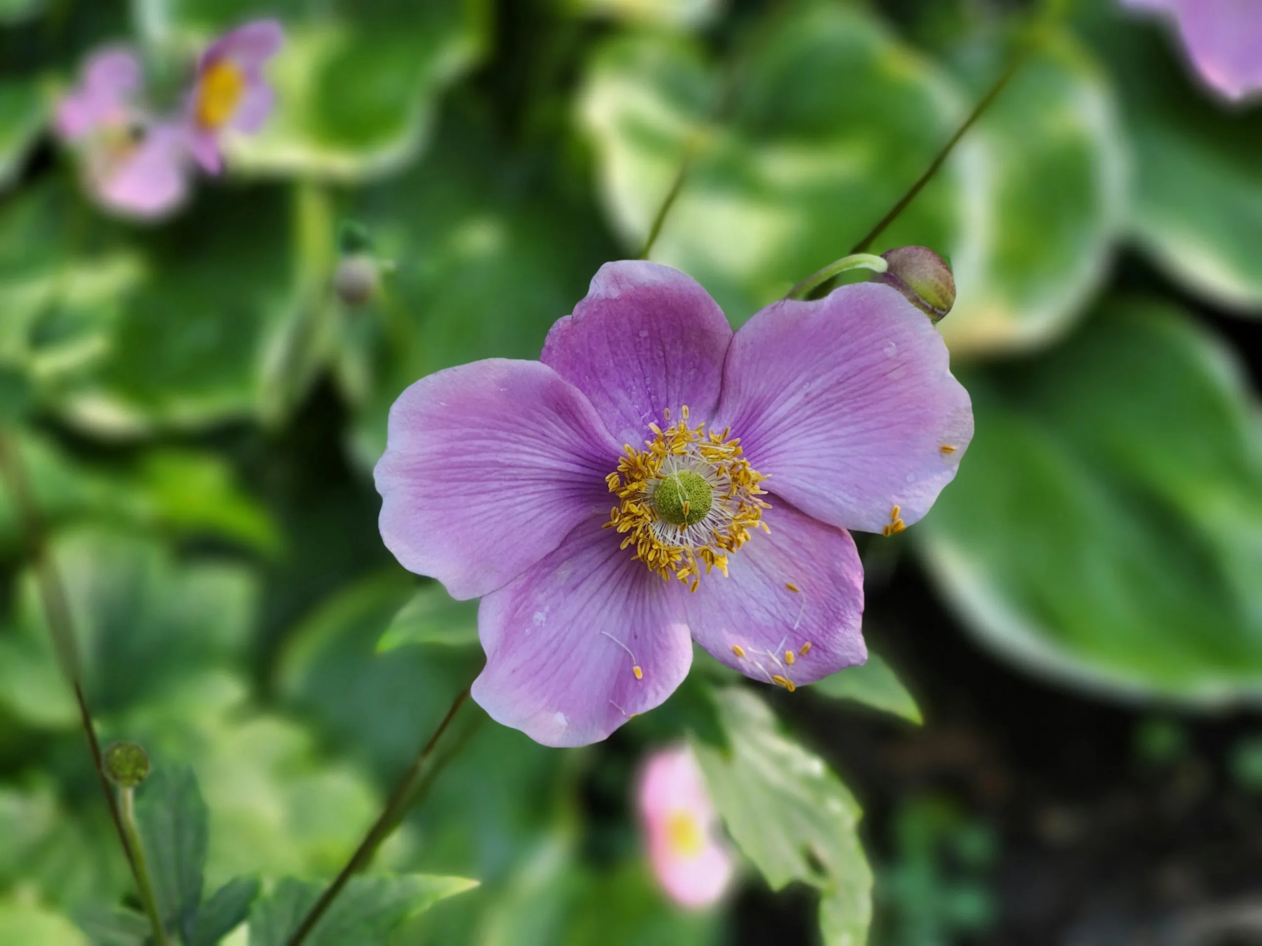 Japanese Anemone