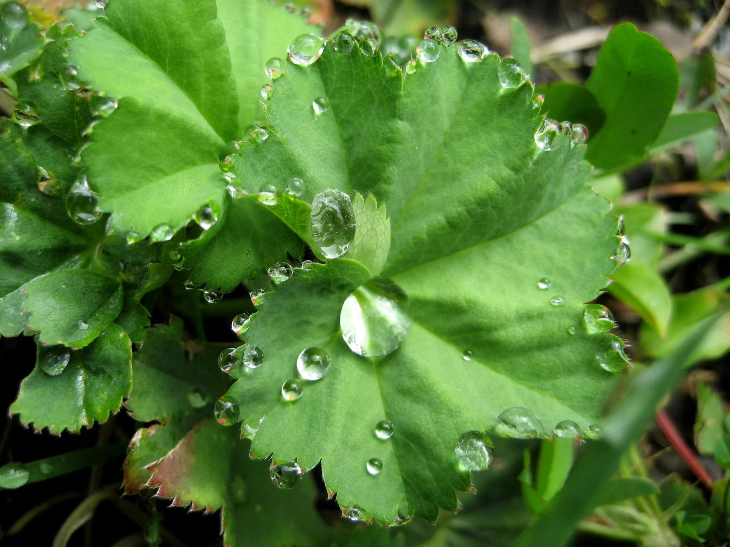 Lady's Mantle