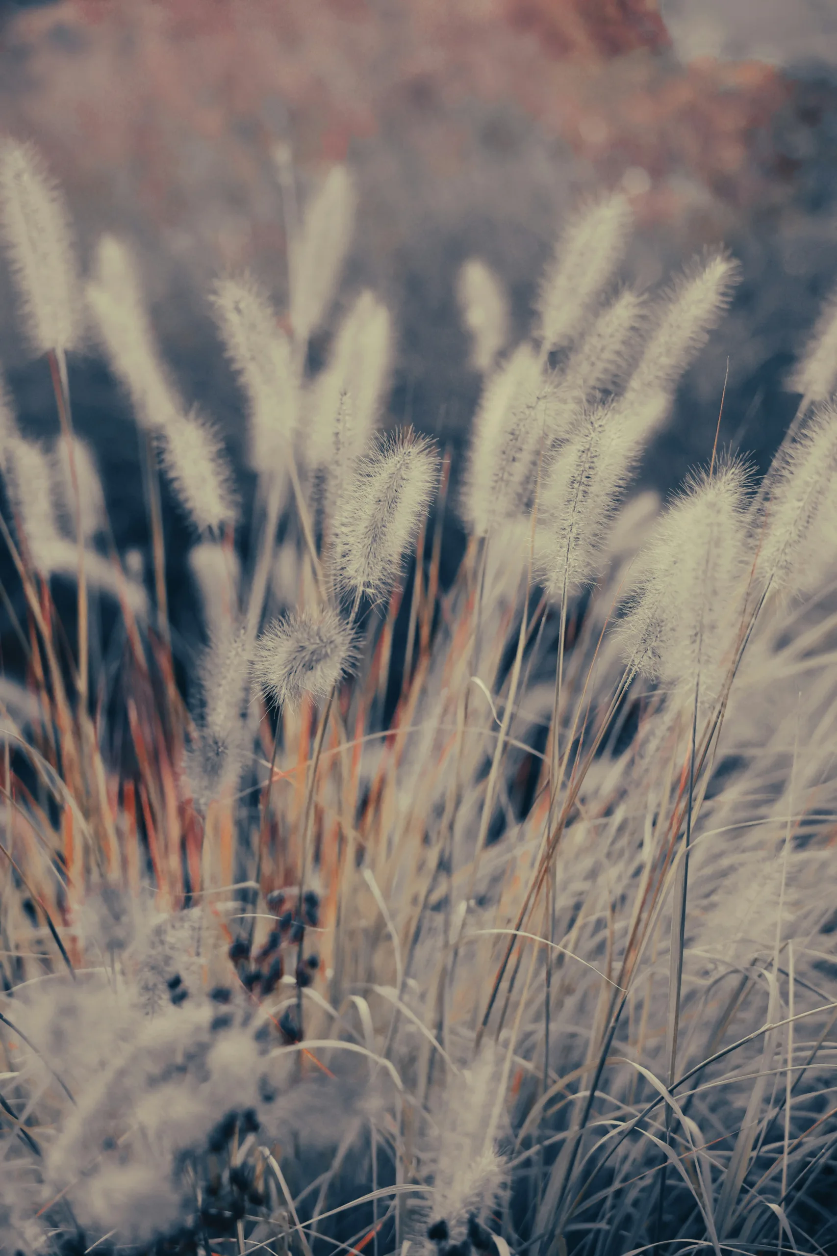 Ornamental Grasses