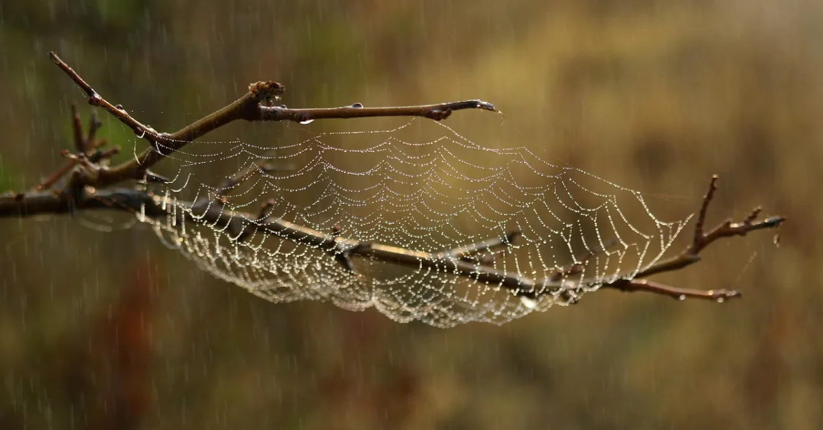 7 Surprising Brown Recluse Look Alikes You Need to Know About