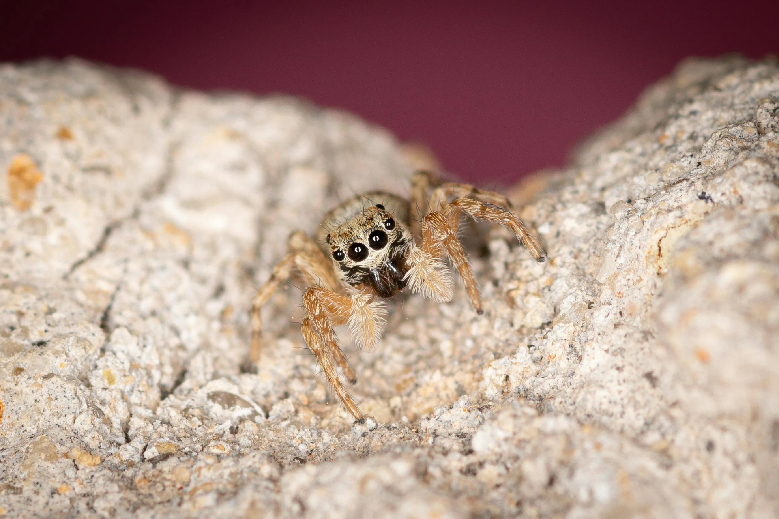 brown-recluse-spider