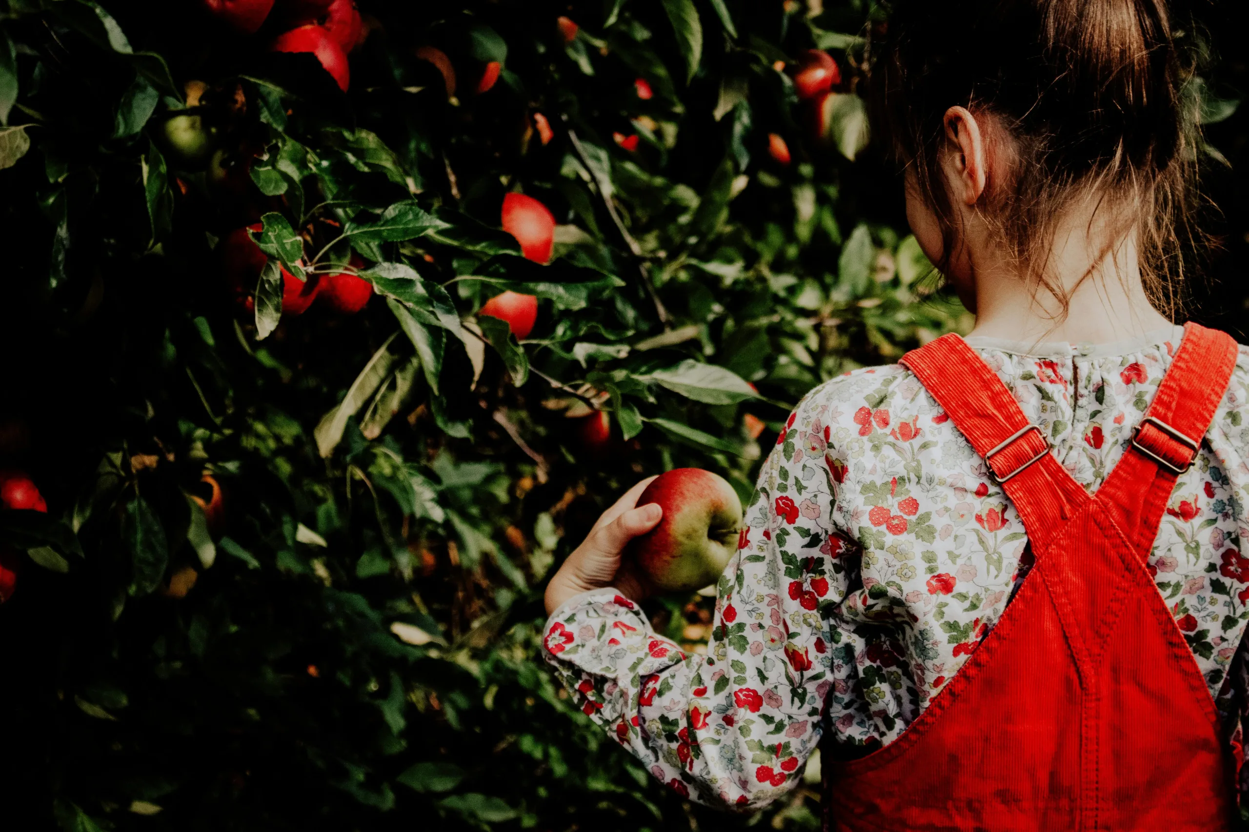 cleveland apple picking