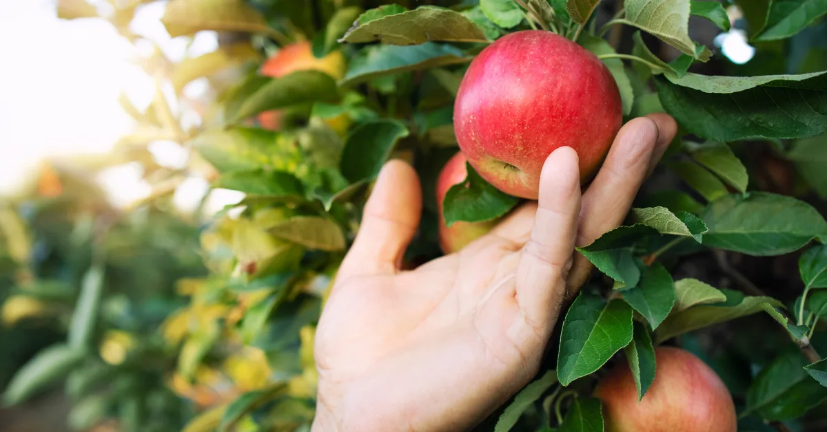 Cleveland Apple Picking Guide: Cozy Fall Adventures You’ll Love