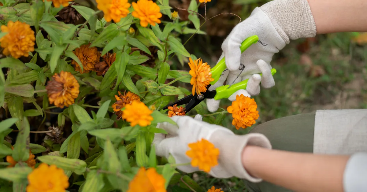 10 Tips for Creating the Perfect Cut Flower Garden in Your Backyard