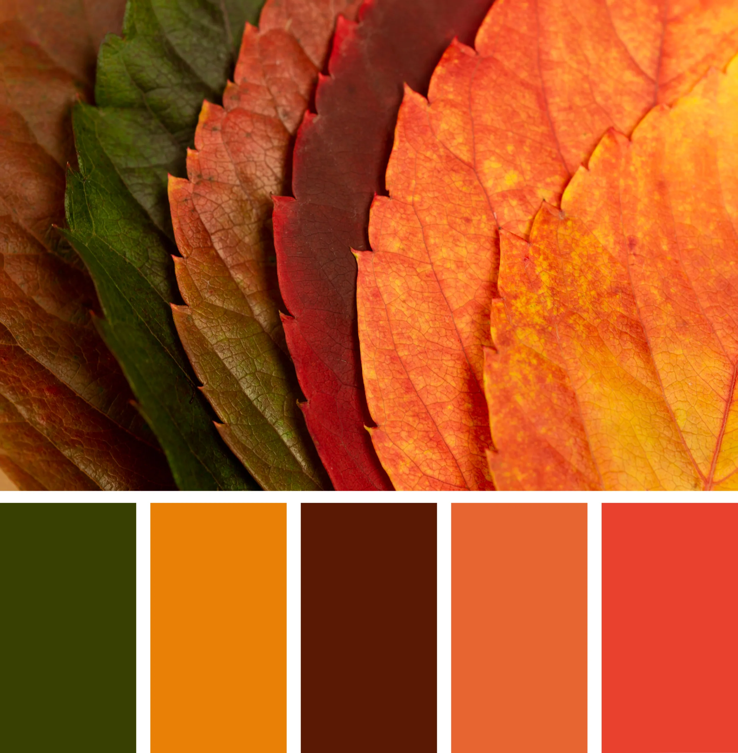 Fall living room color palette with rust