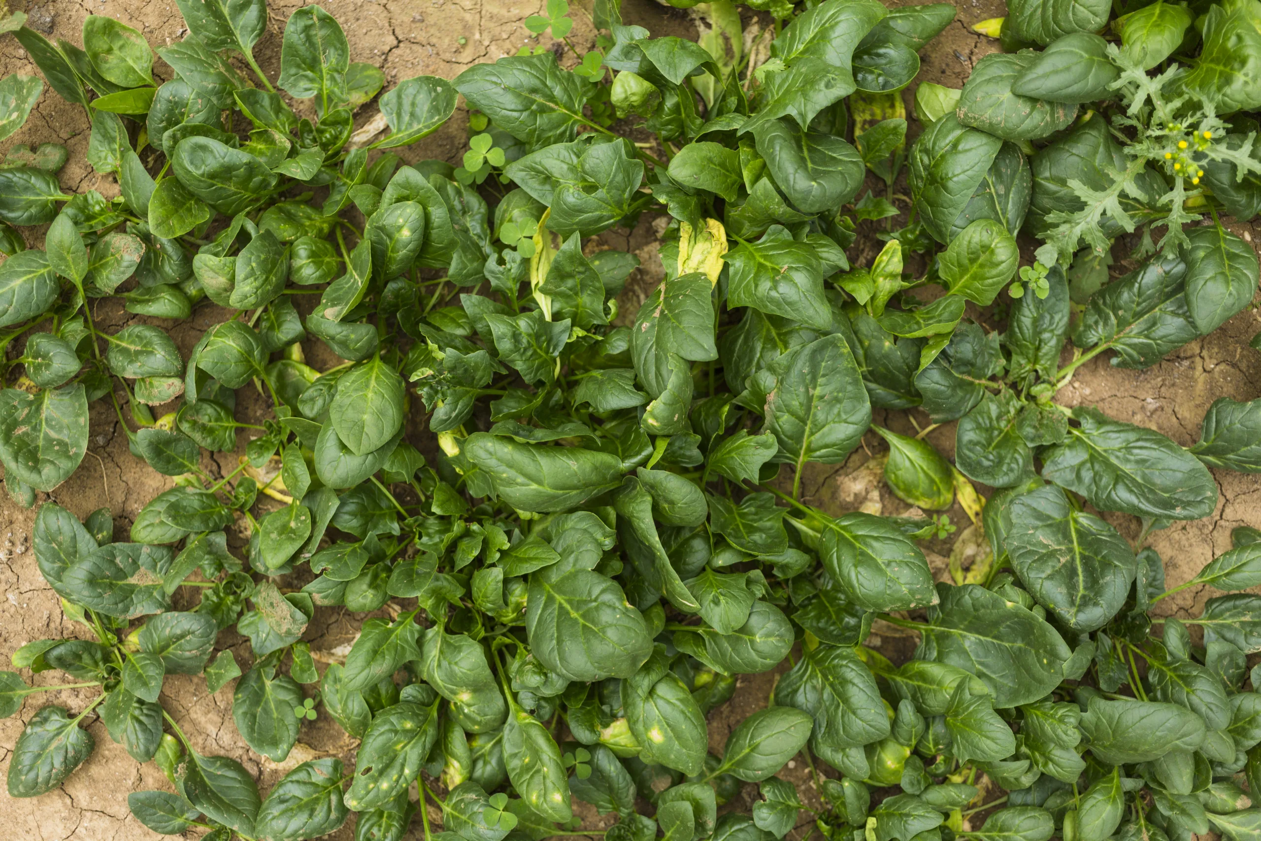 fall garden vegetables