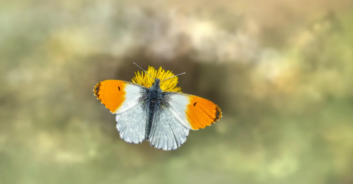 The Fascinating World of Flying Bugs: A Complete Guide for Beginners