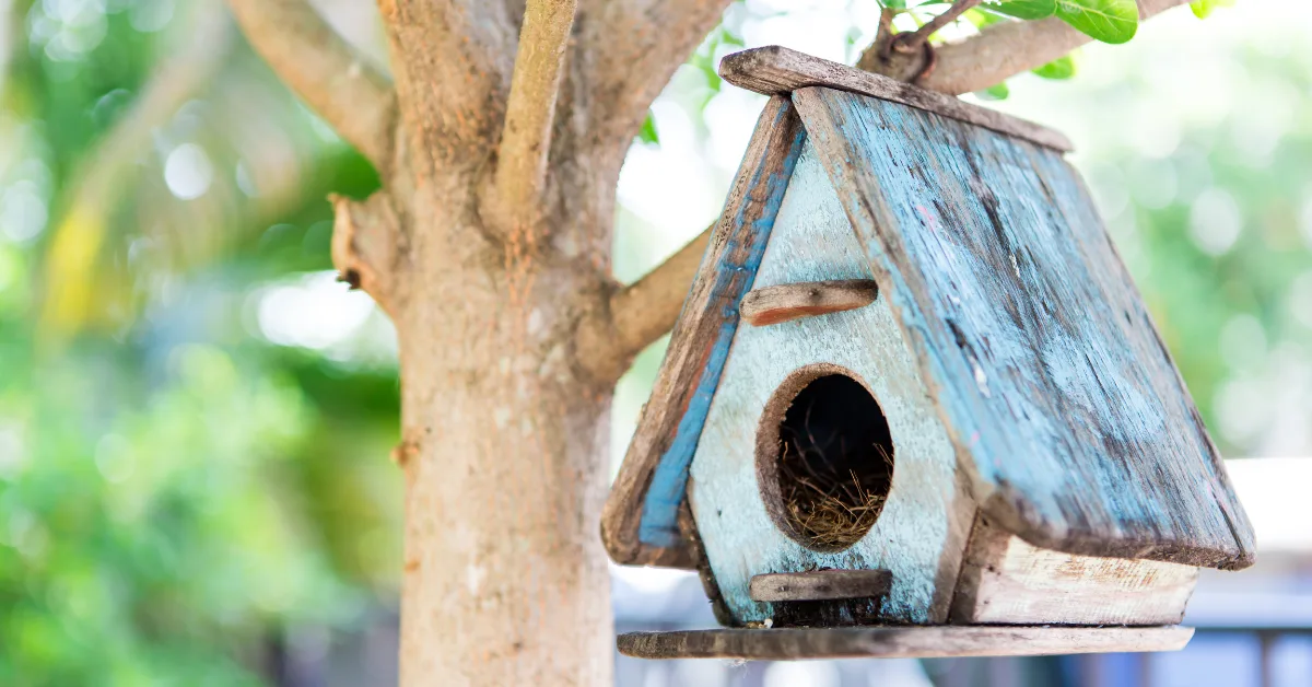 Top 5 Window Bird Feeder Picks for Birdwatching Enthusiasts