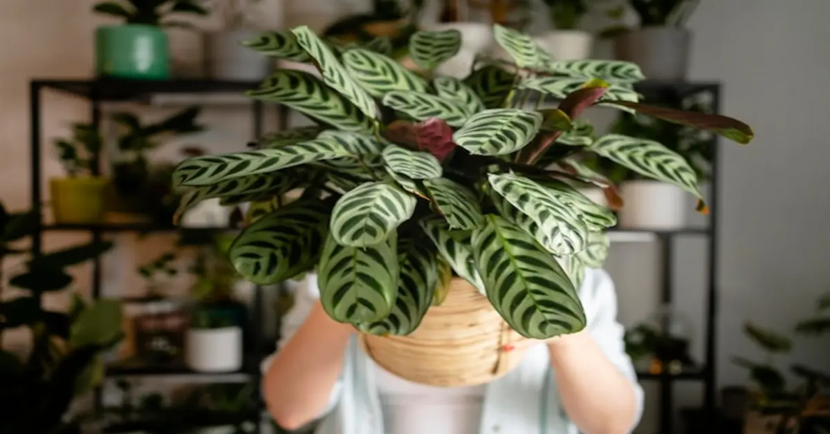 calathea toxic to cats