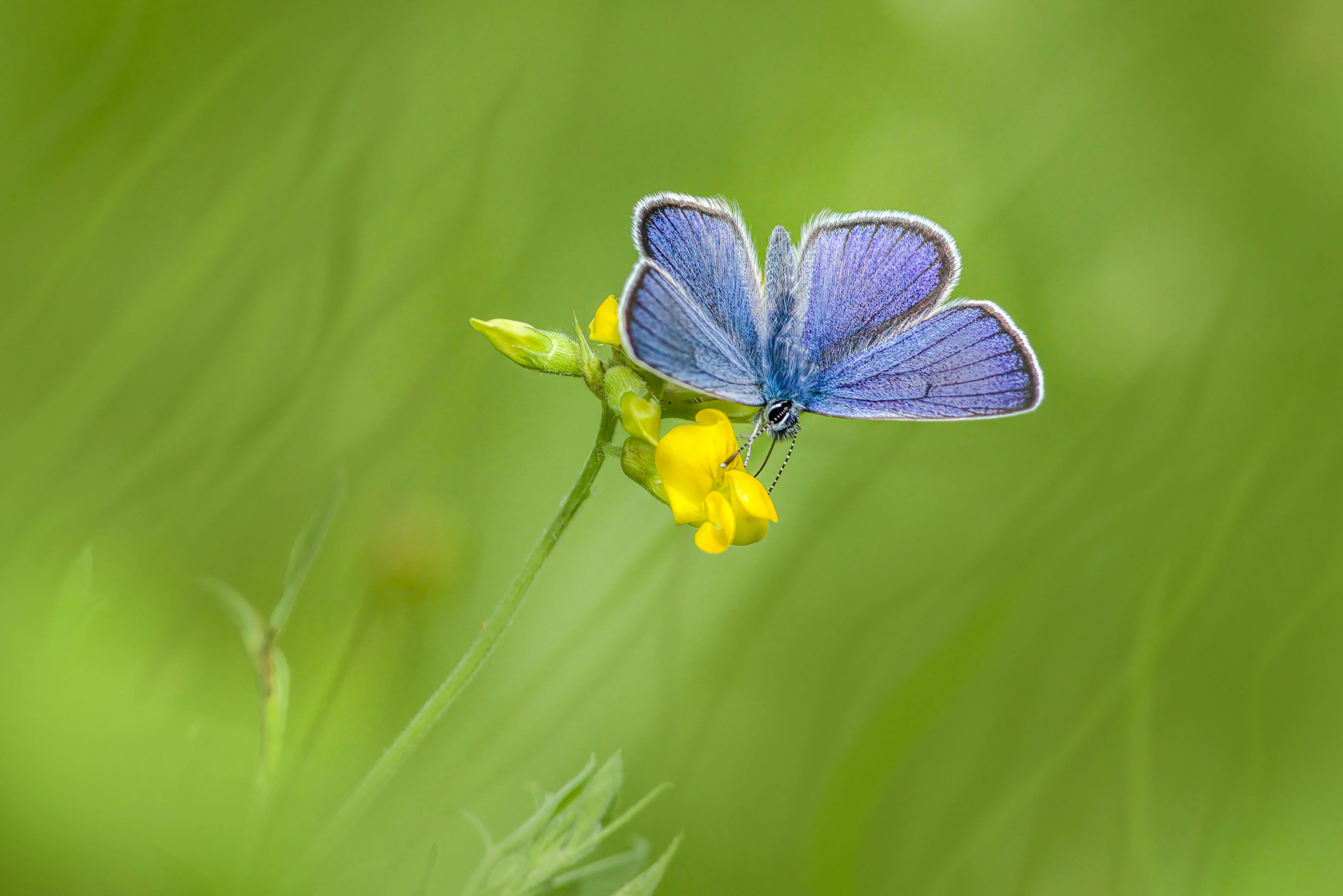 calathea toxic to cats Creating a Pet-Safe Plant Environment