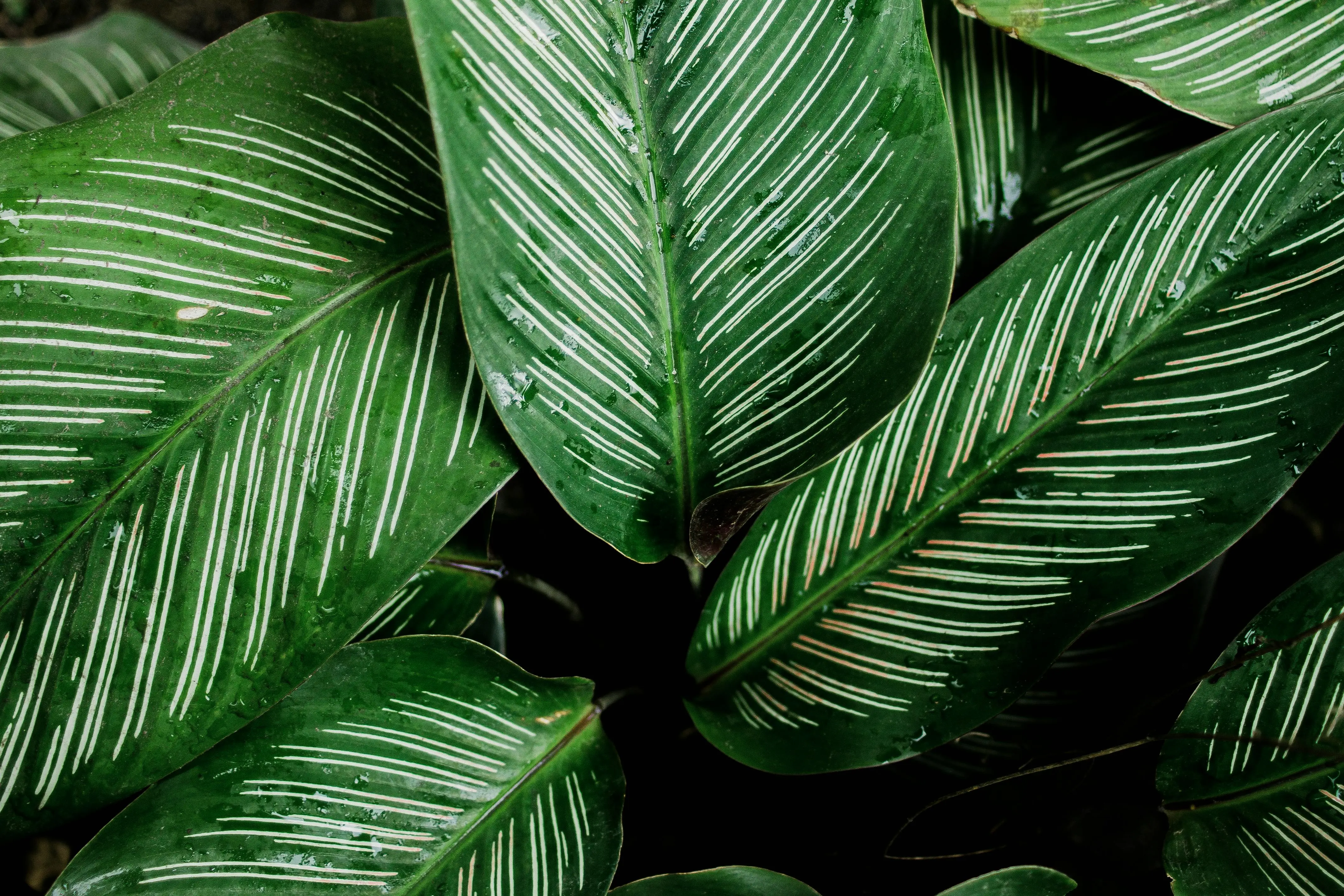 calathea toxic to cats The Non-Toxic Nature of Calathea Plants Explained