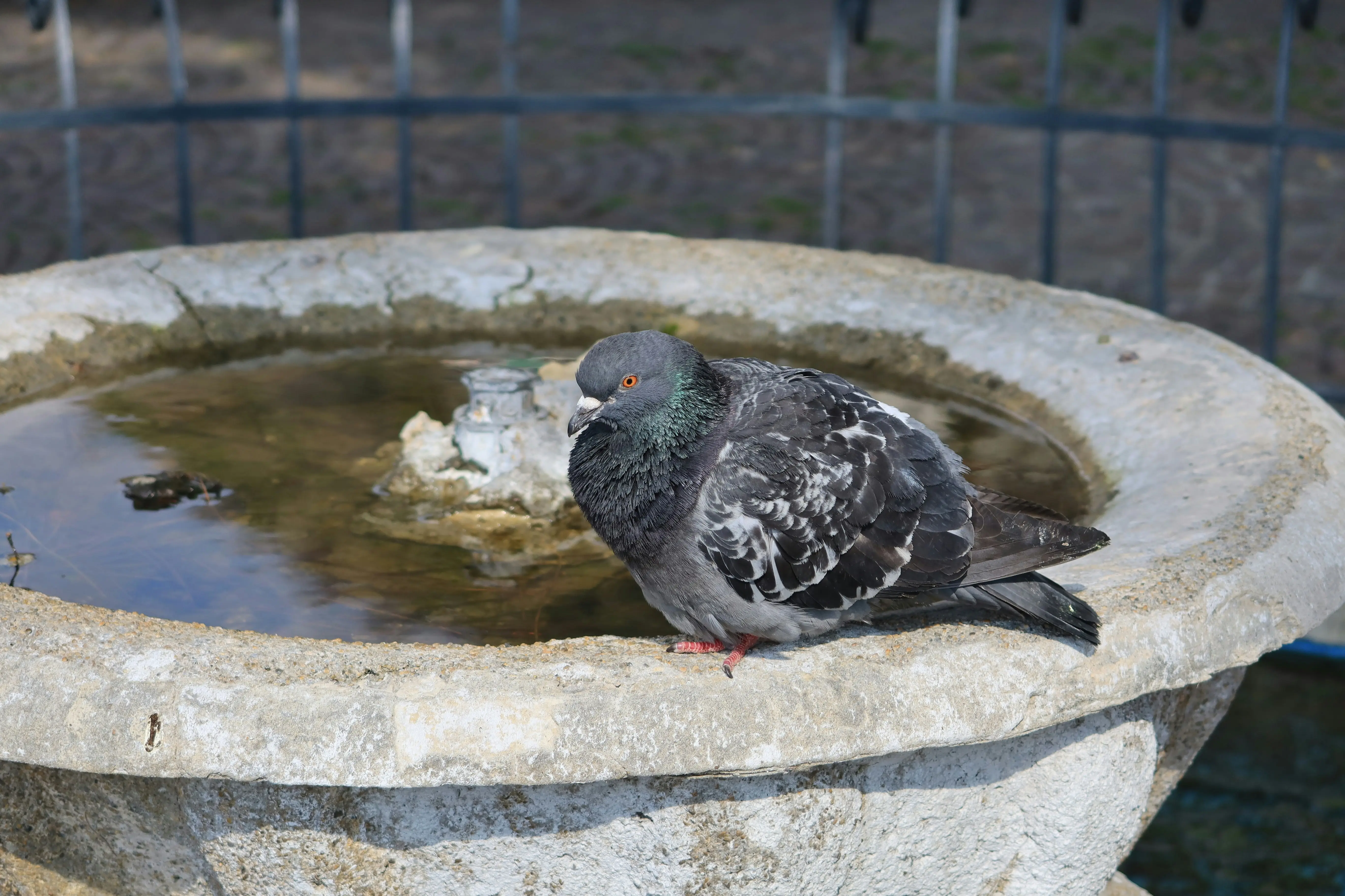 Concrete Bird Bath : 7 Astounding Benefits