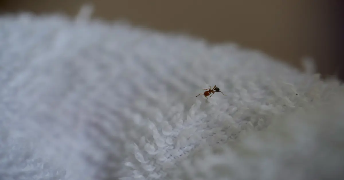 Baby Bed Bugs : 5 Shocking Facts You Need to Know !