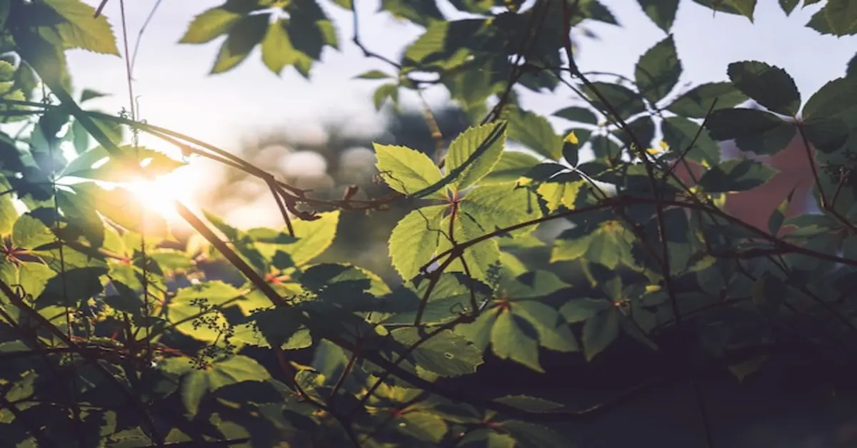 Direct Sunlight Plants : 5 Thrive Indoors !