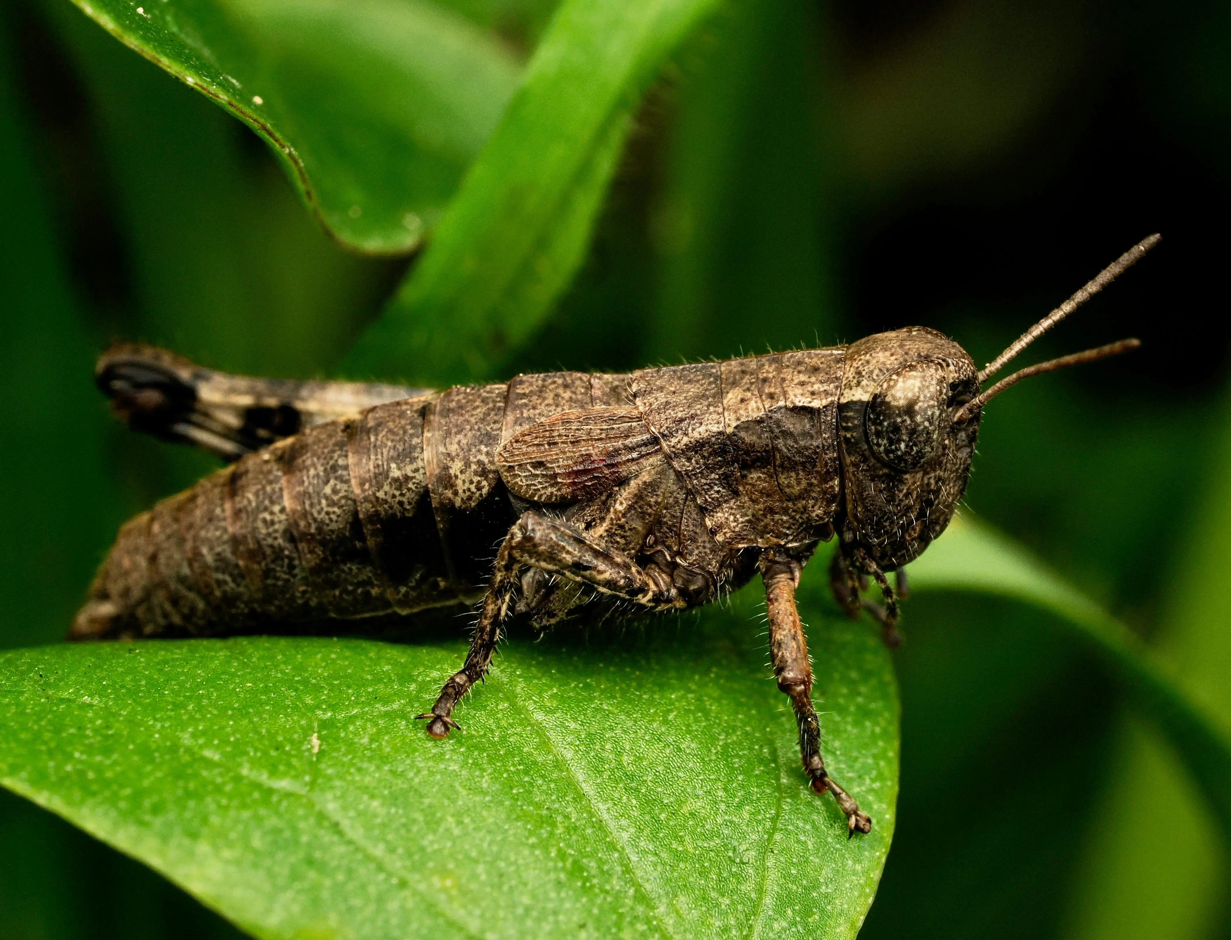baby bed bugs Detailed macro shot of a grasshopper resting on a vibrant green leaf.