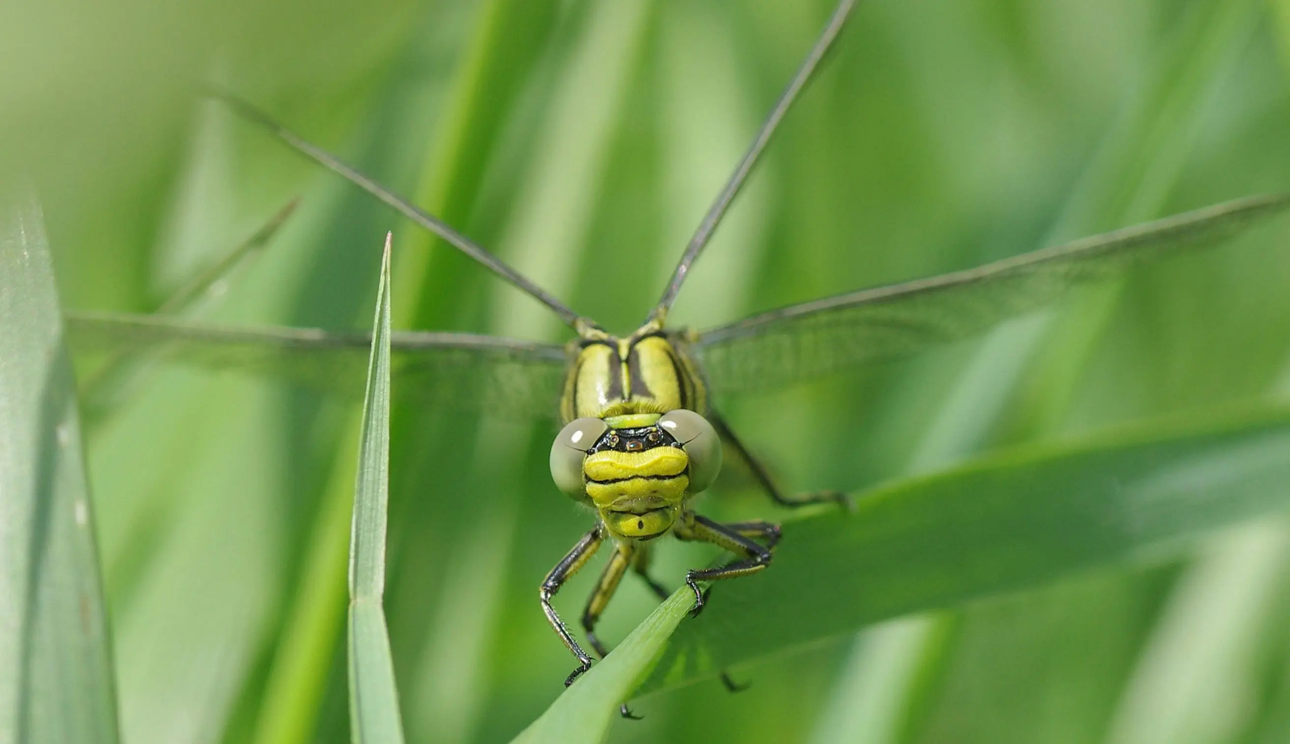 baby bed bugs Intense macro capture of a green dragonfly resting on a blade of grass outdoors.