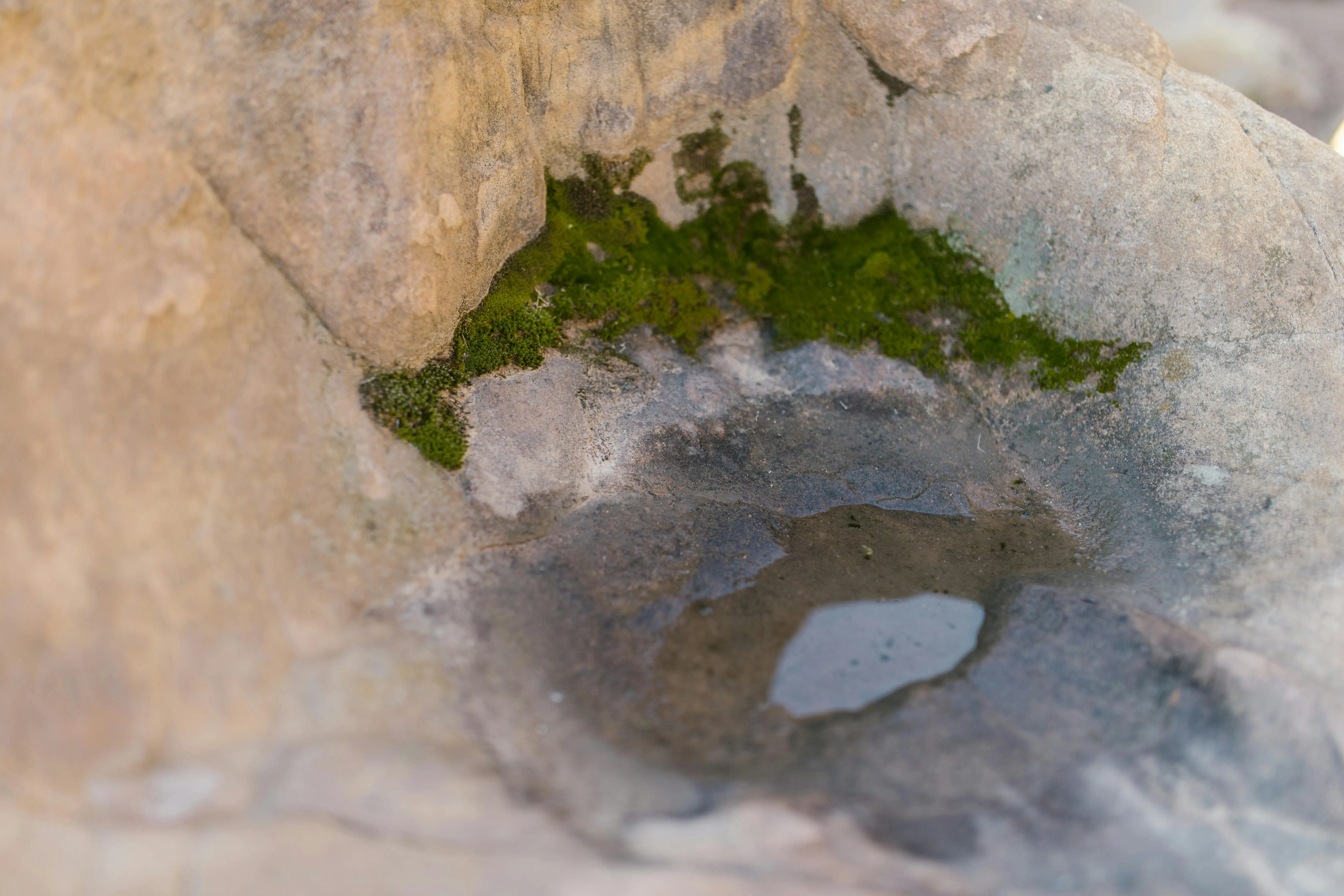 trailing indoor plants Detailed view of moss with water pool on a textured stone surface demonstrating natural elements.
