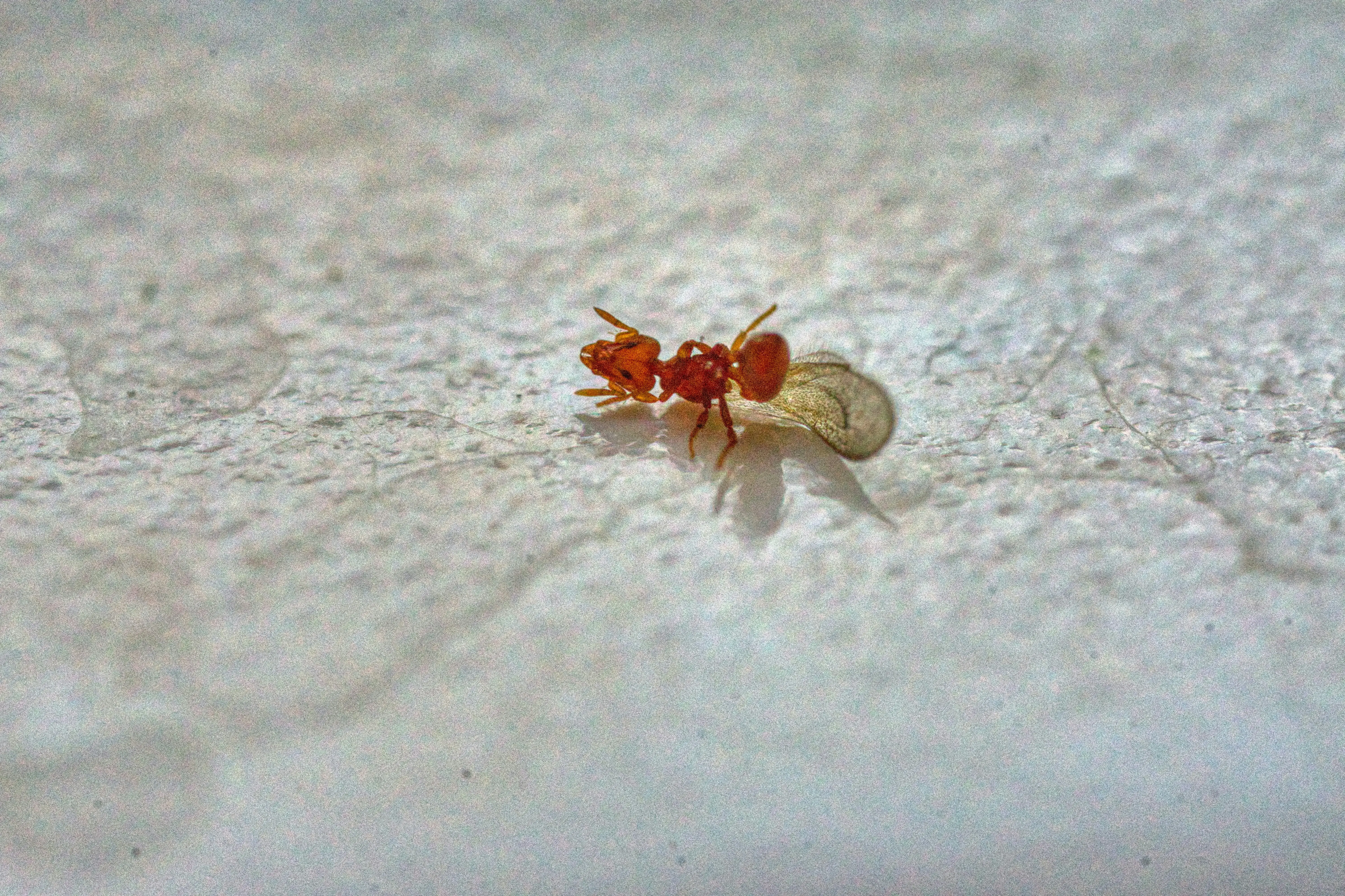 Baby Bed Bugs : 5 Shocking Facts You Need to Know !