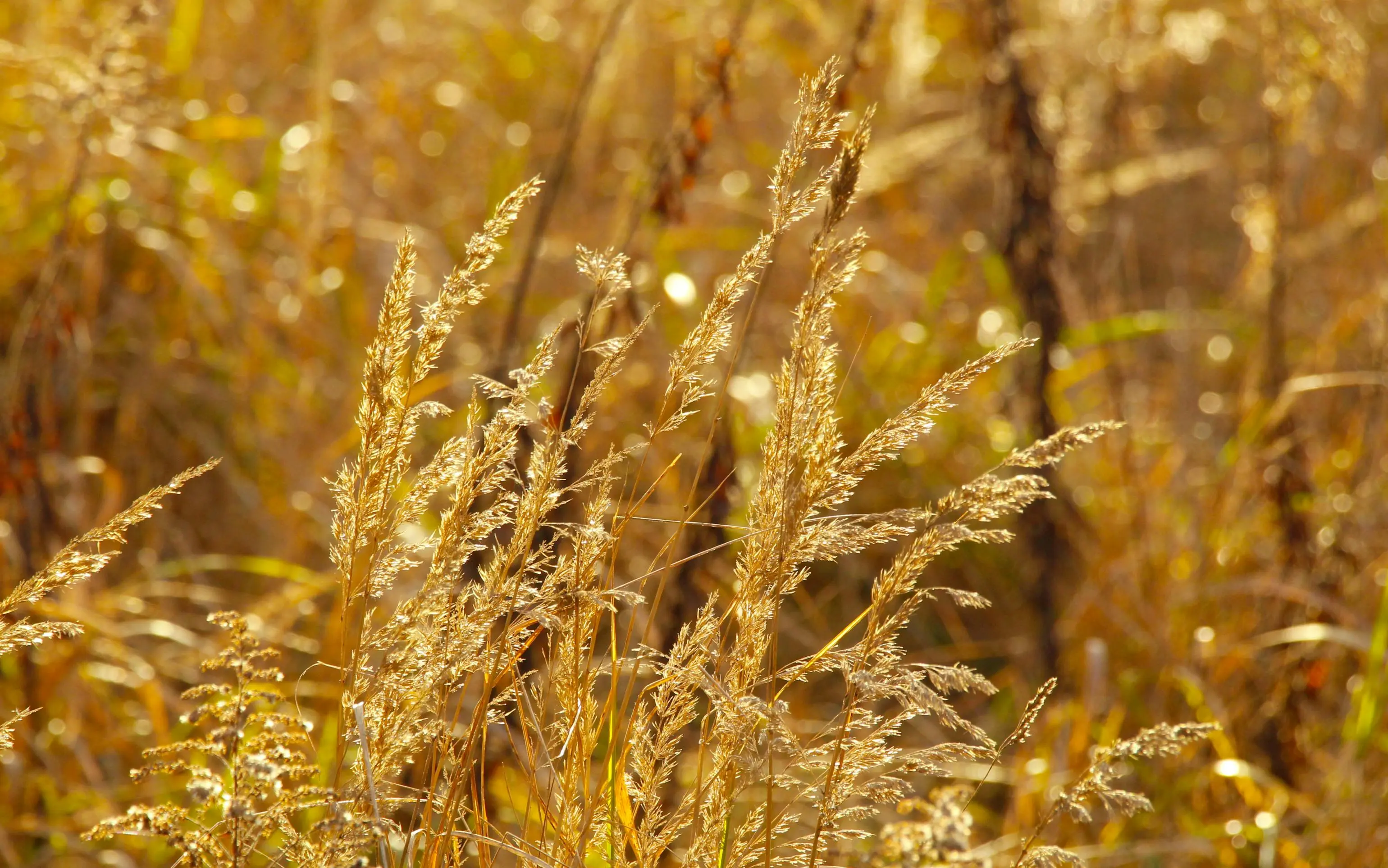 calacatta gold quartz Golden grasses swaying gently in warm autumn sunlight, capturing a serene natural moment.