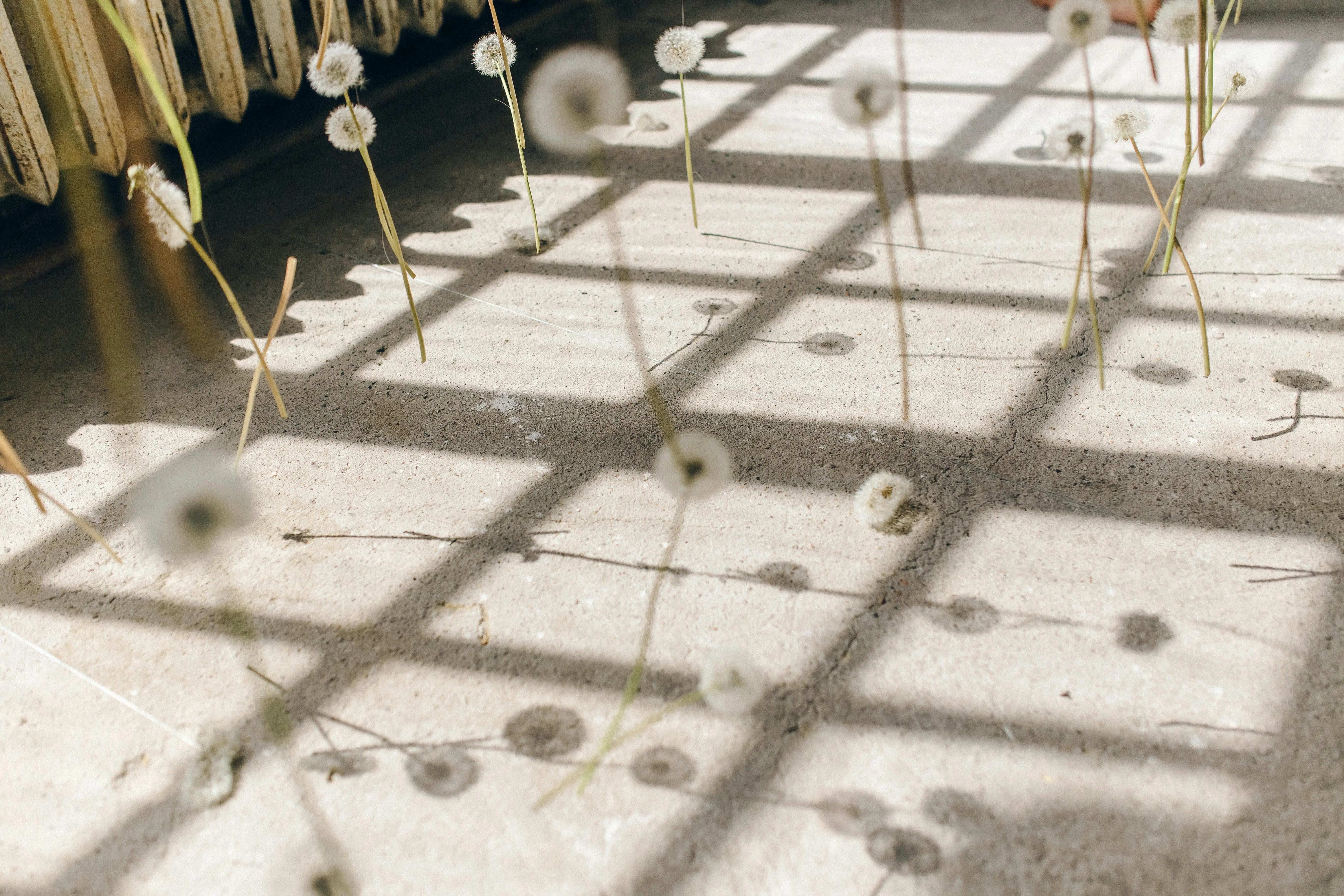 plants for lots of sun Dandelion shadows cast intricate patterns on a sunlit floor inside a modern setting.