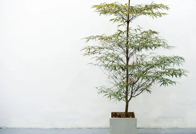 Large Indoor Trees : 7 Stunning Picks for Your Home