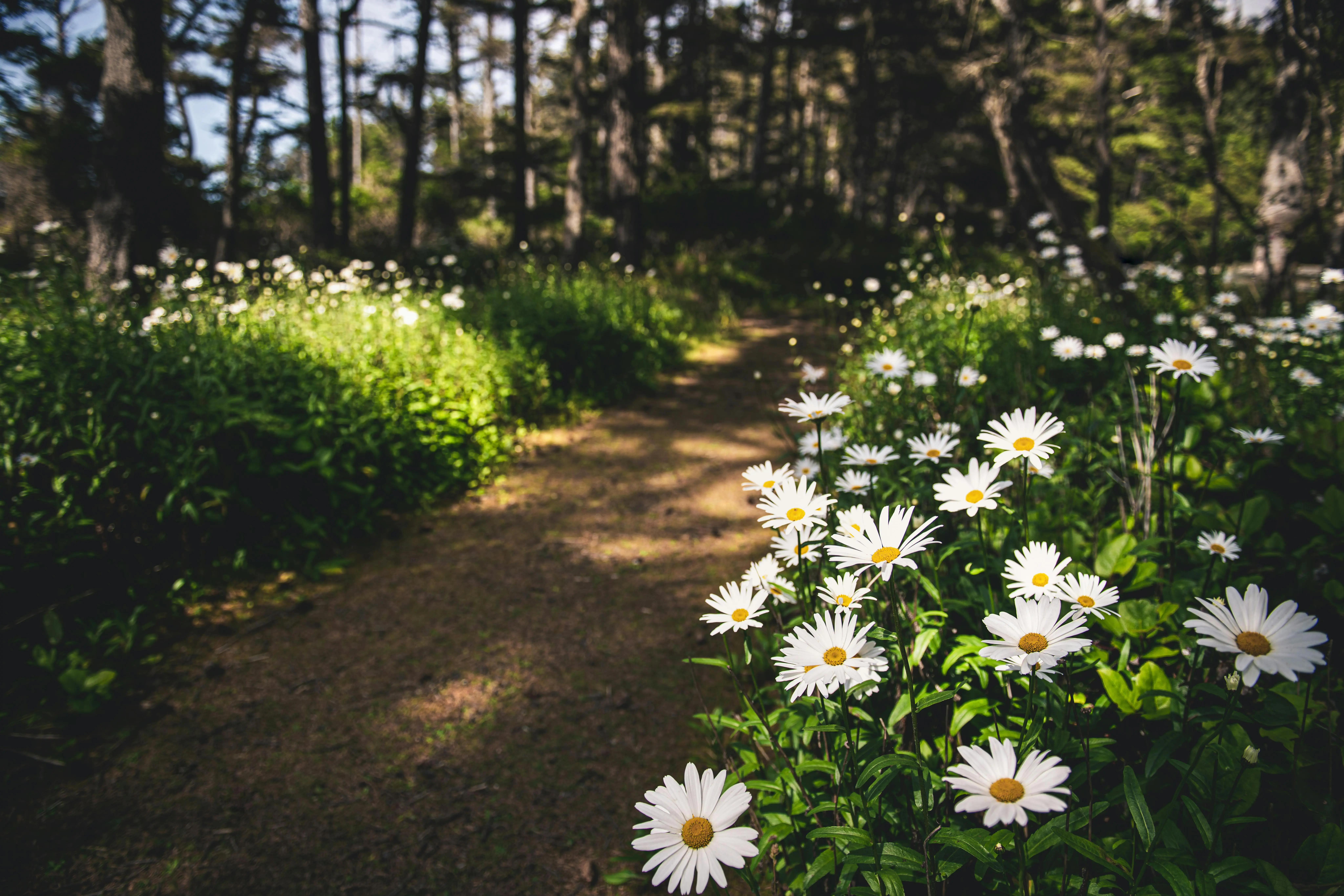 trailing indoor plants A serene pathway meandering through a vibrant field of white daisies in Coos Bay, Oregon forests.