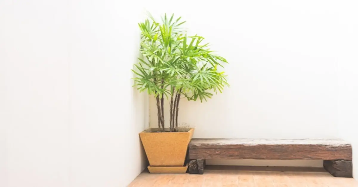 Large Indoor Trees : 7 Stunning Picks for Your Home
