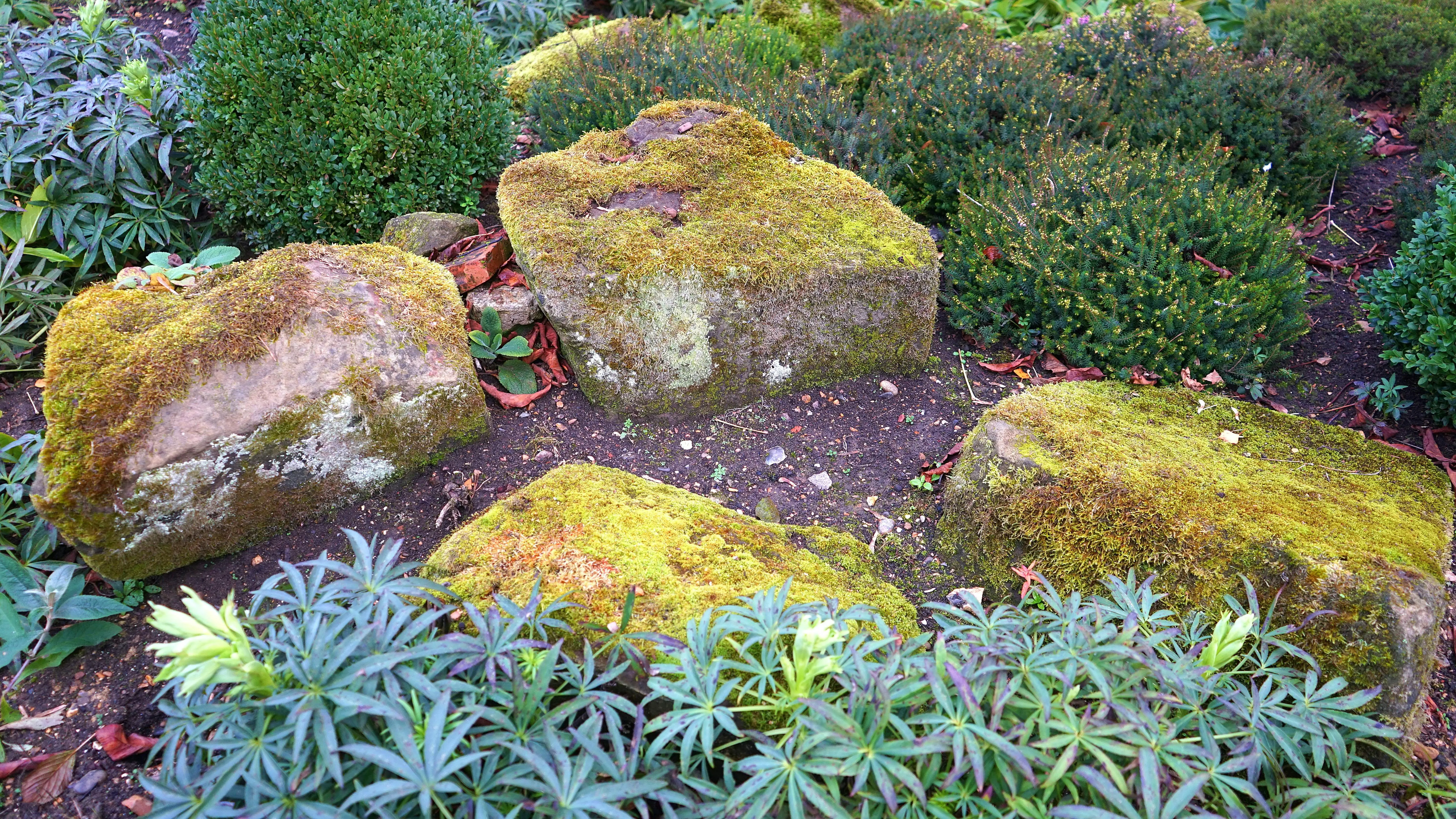 concrete bird bath A vibrant garden with mossy stones surrounded by lush greenery, creating a serene outdoor landscape.