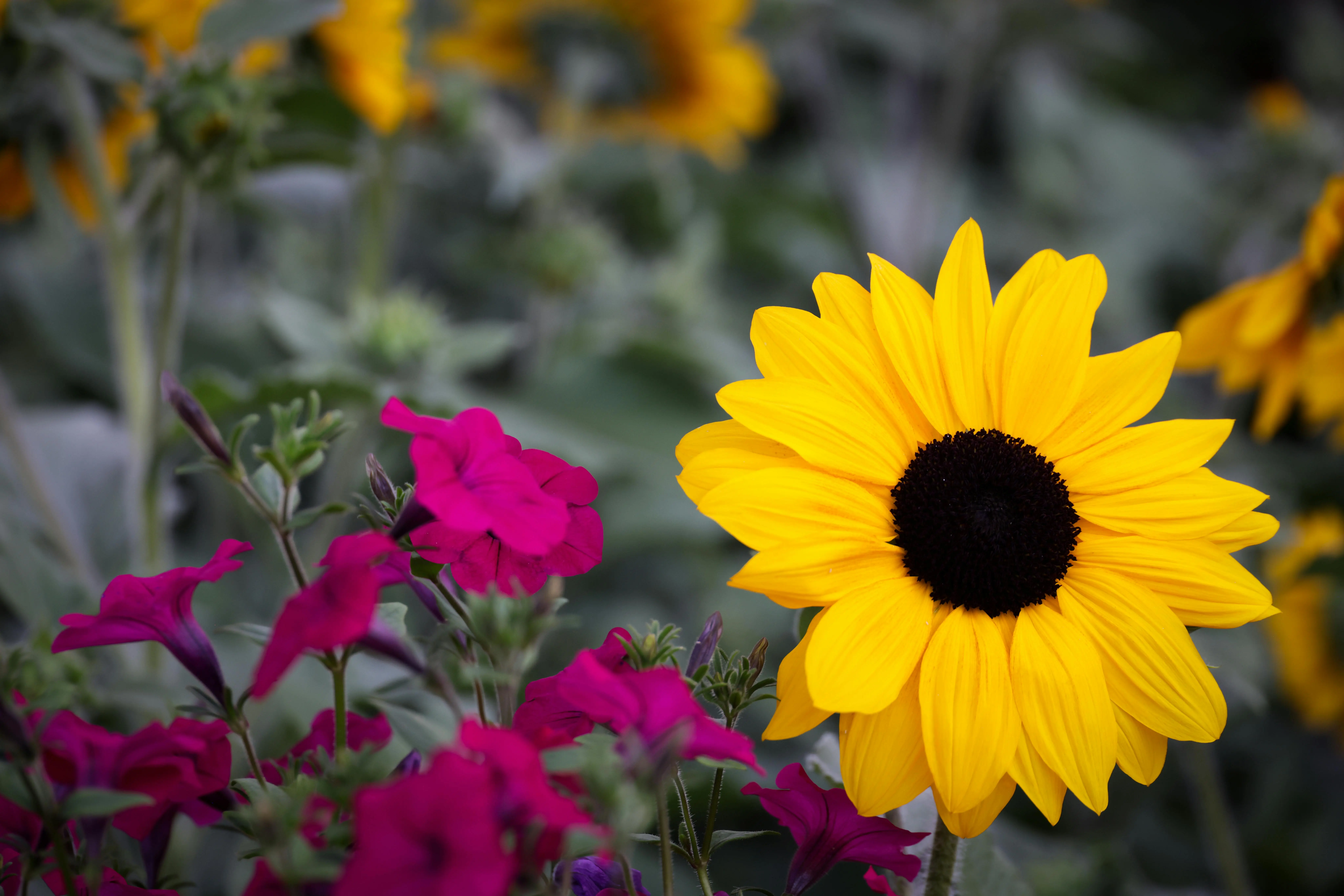plants for lots of sun A vivid yellow sunflower stands tall amidst colorful summer blooms.