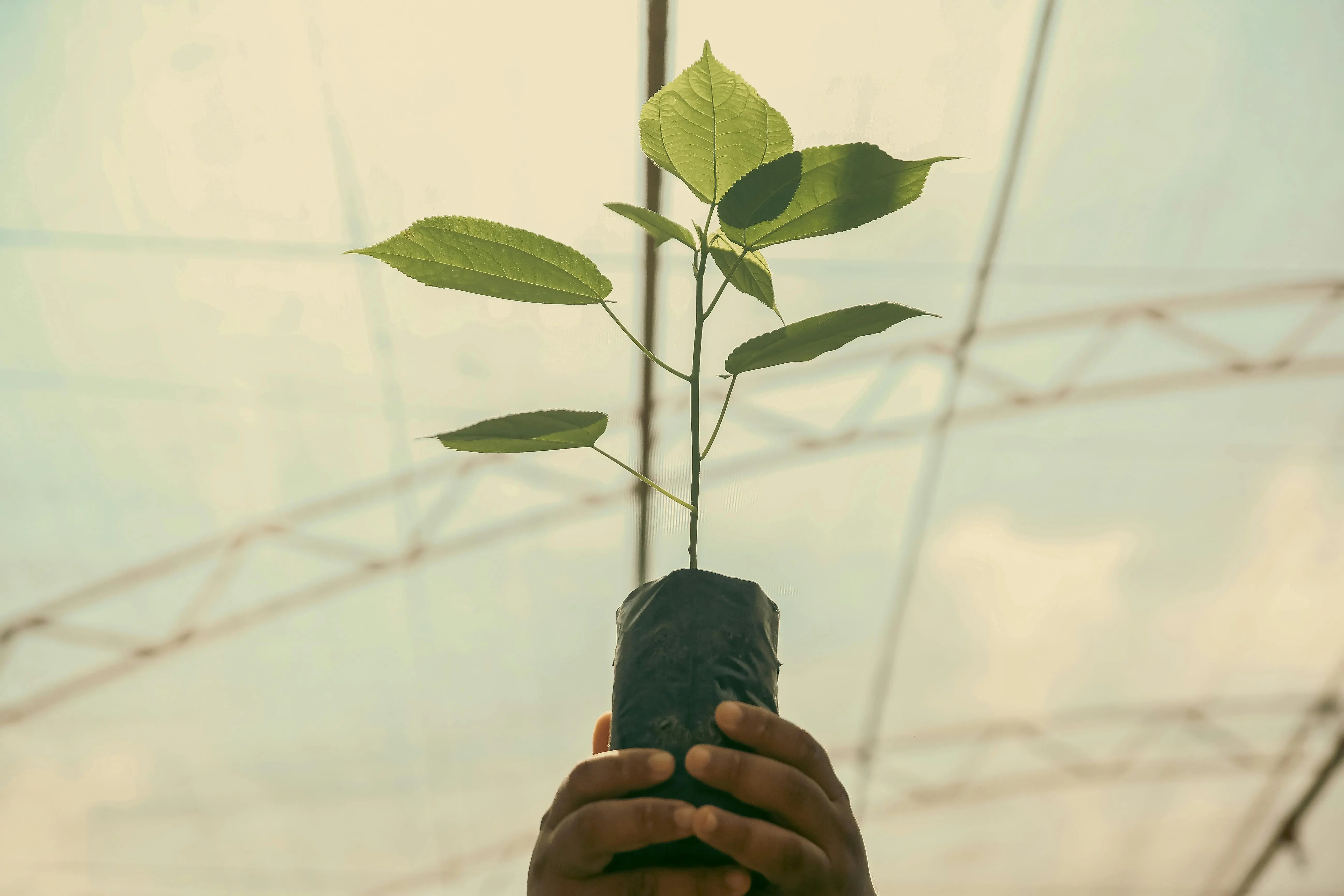 plants for lots of sun A close-up of hands holding a young plant in a greenhouse, symbolizing growth and nurturing.