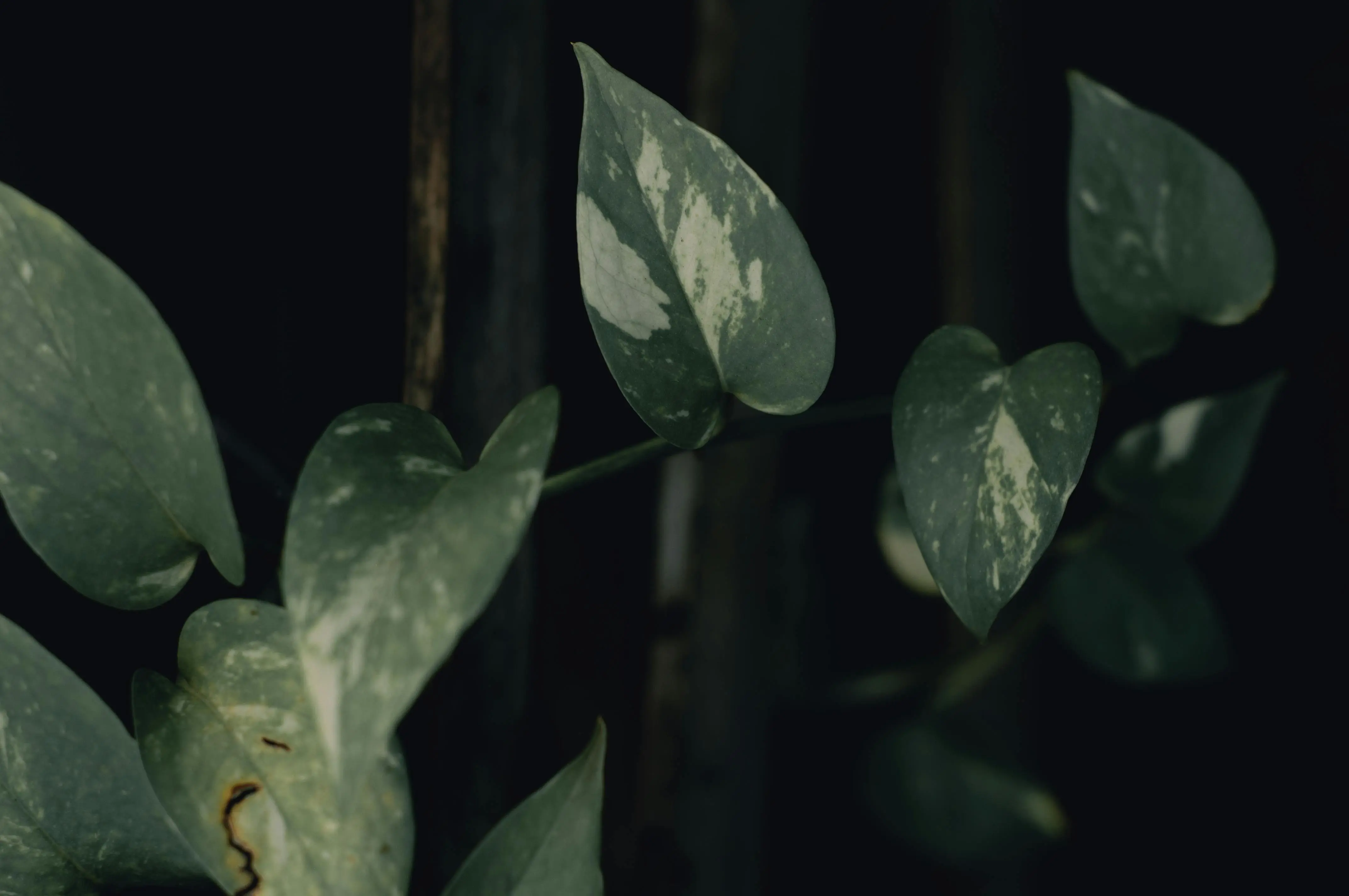 trailing indoor plants Detailed view of pothos leaves with variegated patterns, captured in moody lighting.
