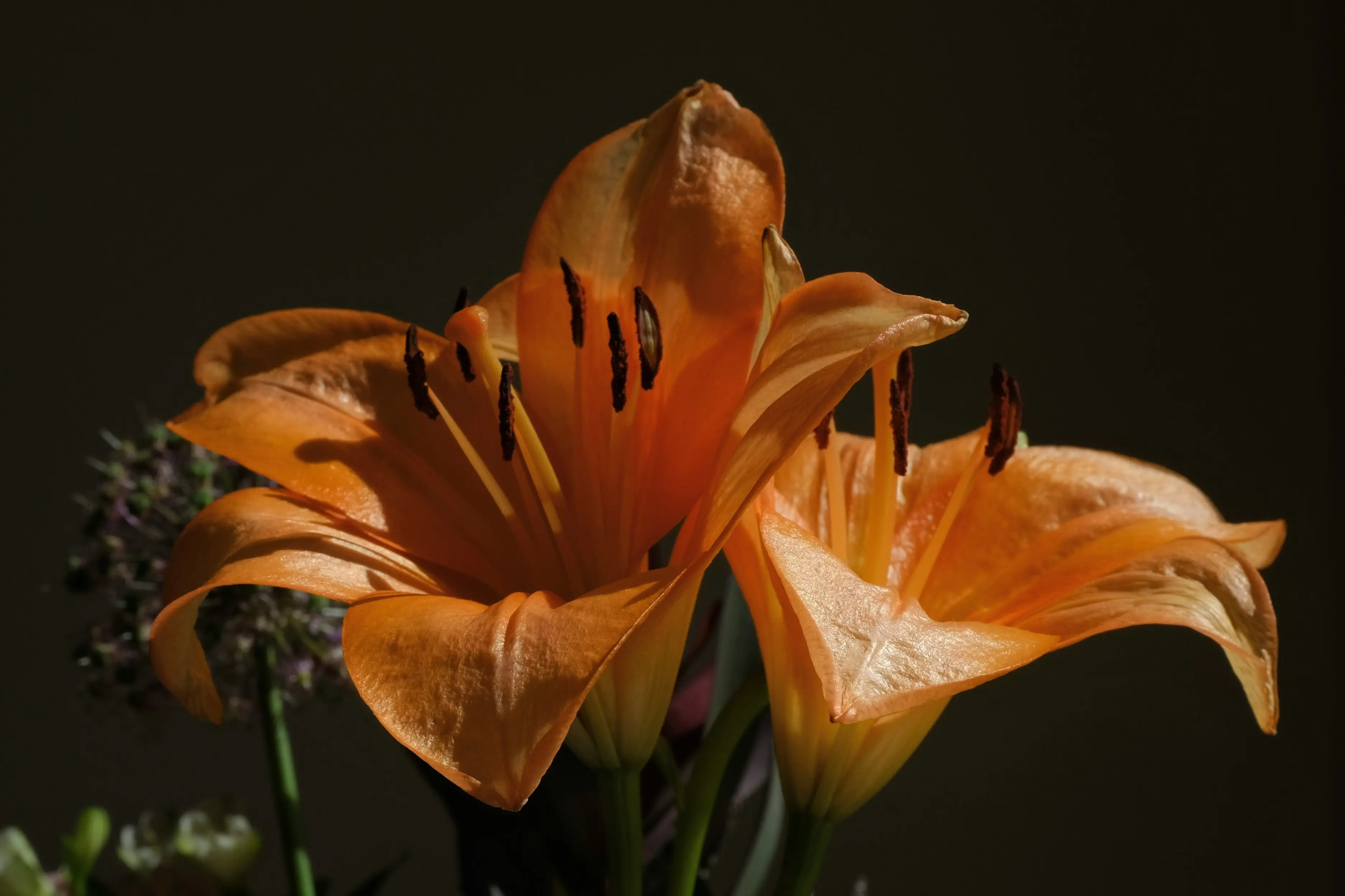 Lily Bouquet : 5 Stunning Styles You Need to See Now