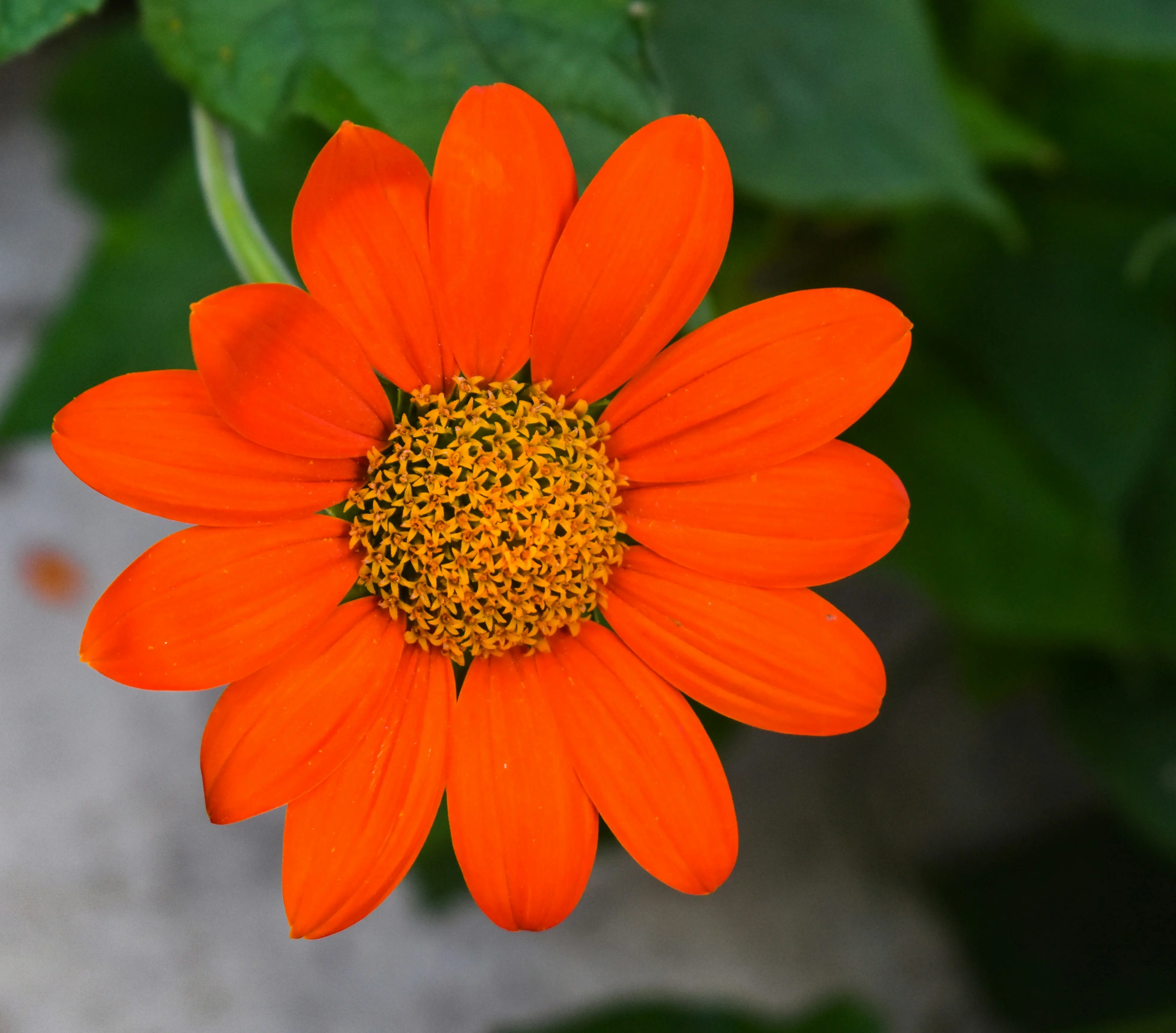 Flowers with Orange : 10 Vibrant Choices for Your Garden