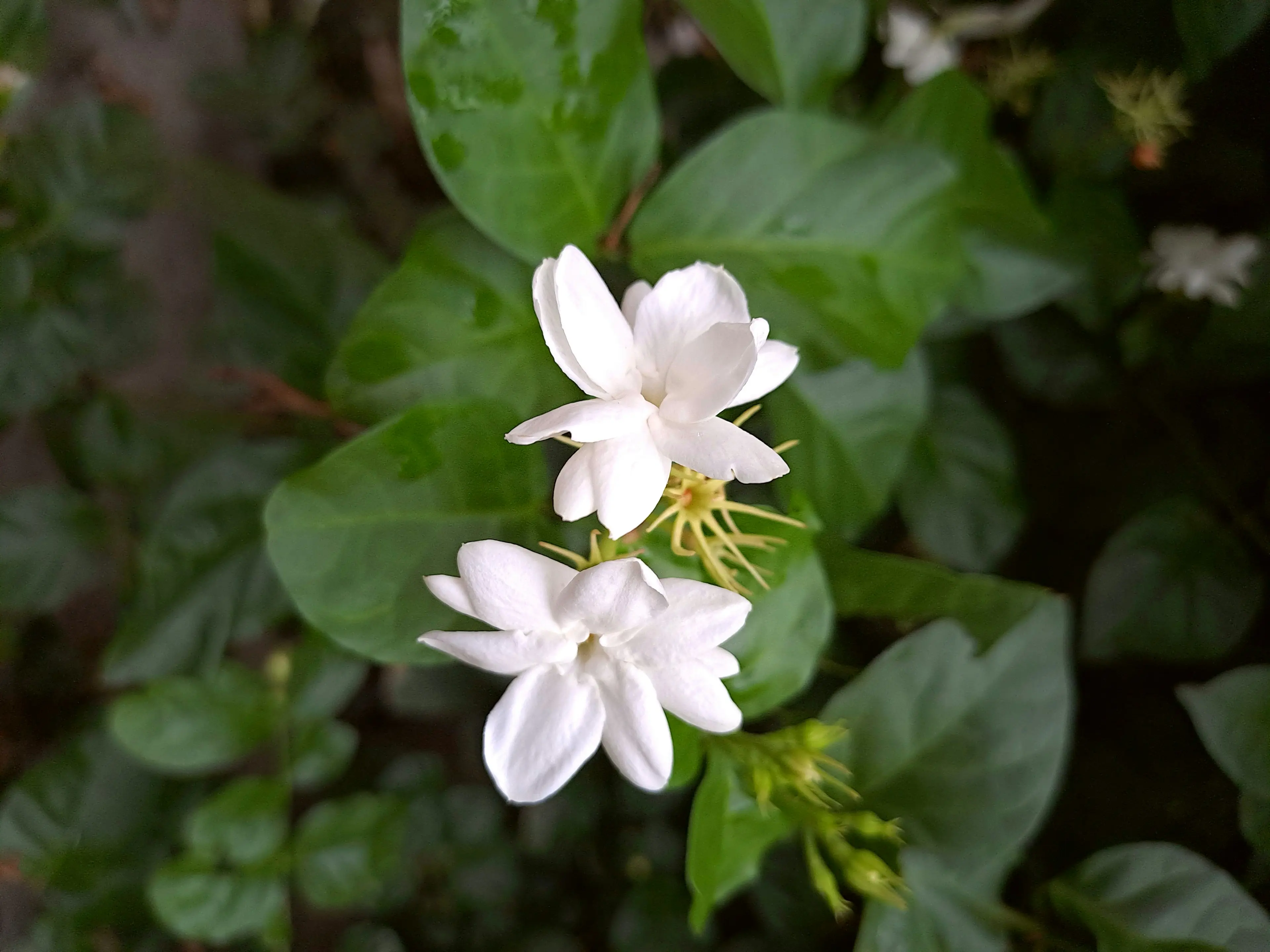Bloom Jasmine : 7 Secrets to Amazing Night Fragrance