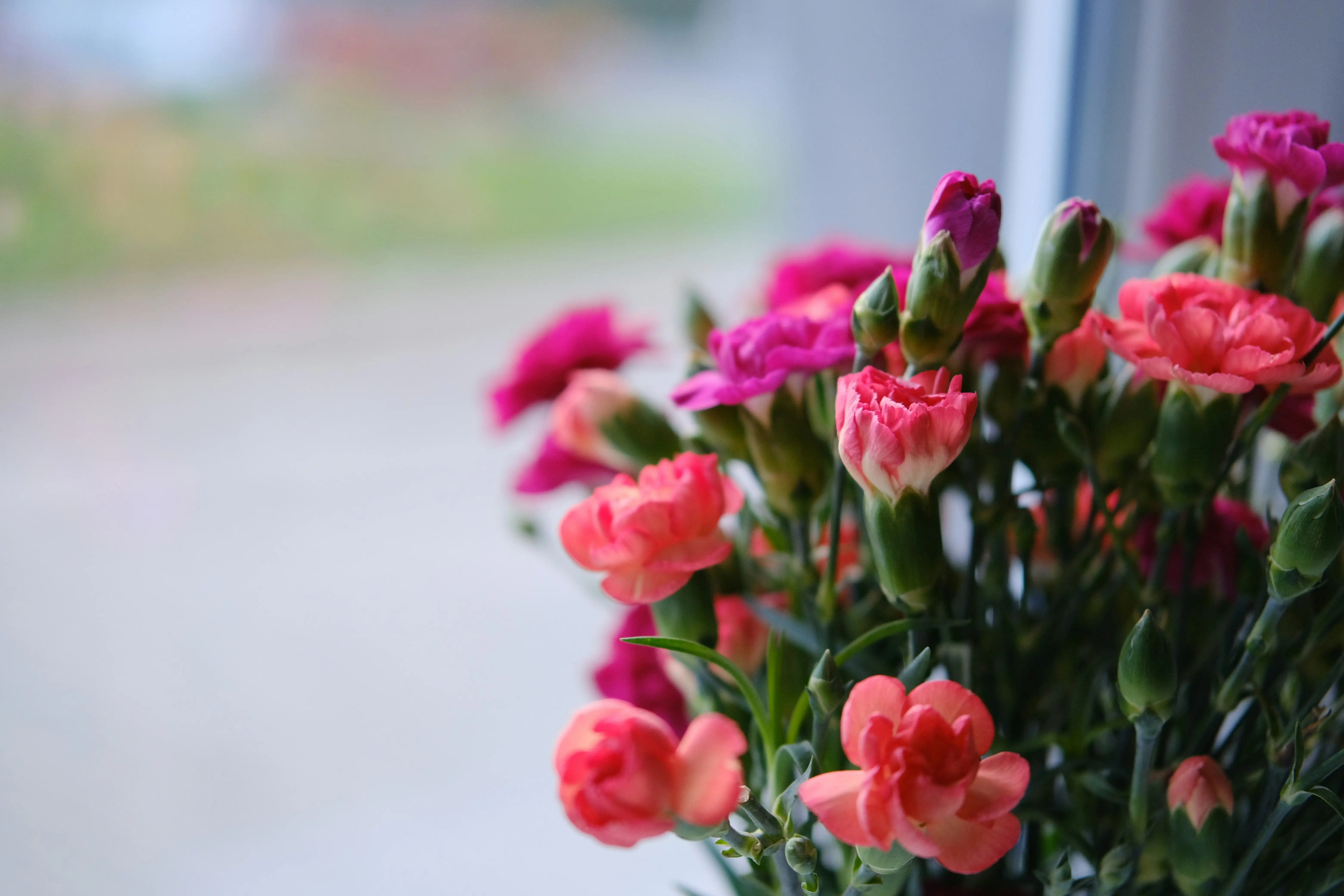 Pink Carnations : 7 Wonderful Ways to Bloom Joy !
