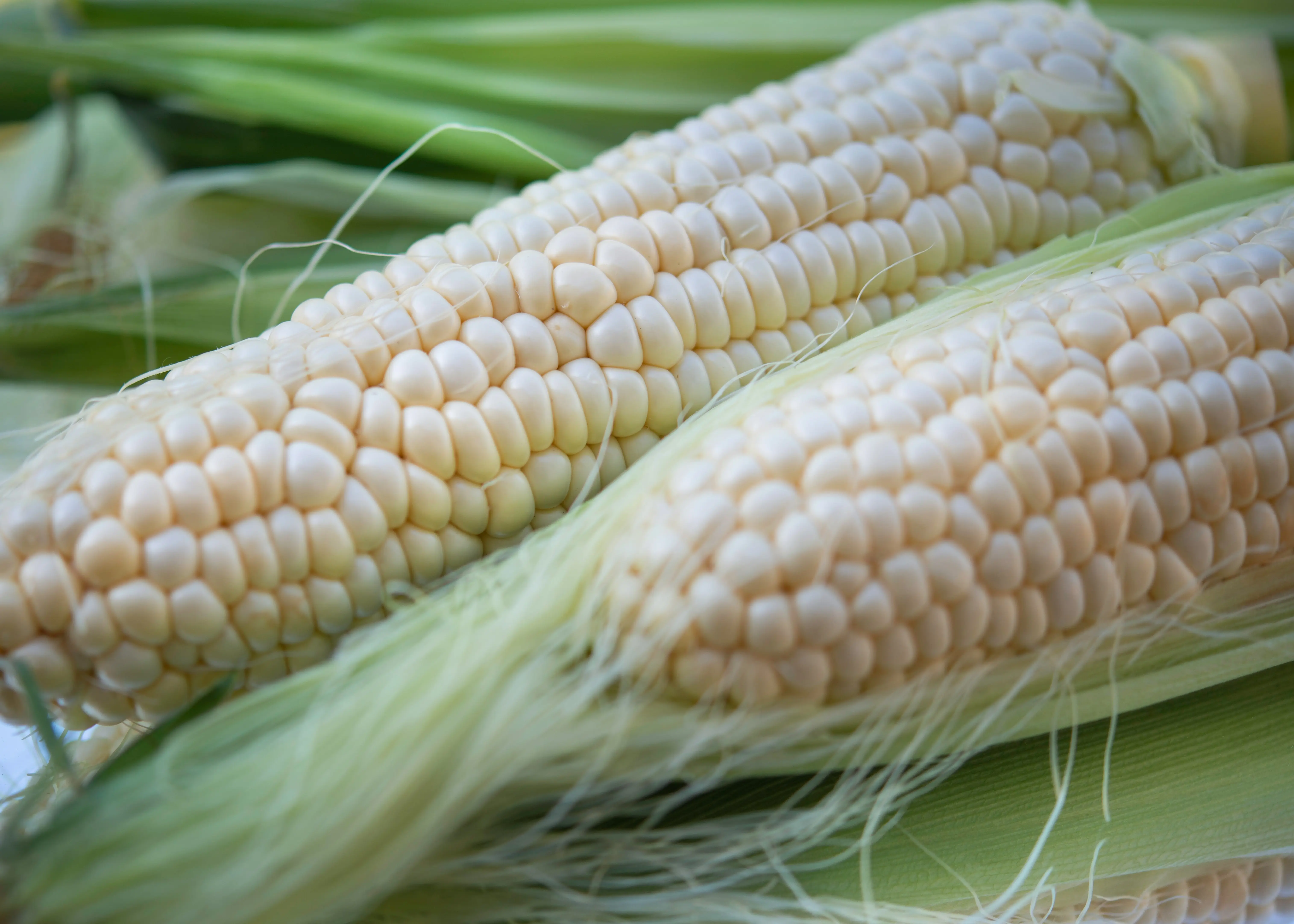 Corn Plant Care : 5 Expert Tips for Thriving Growth