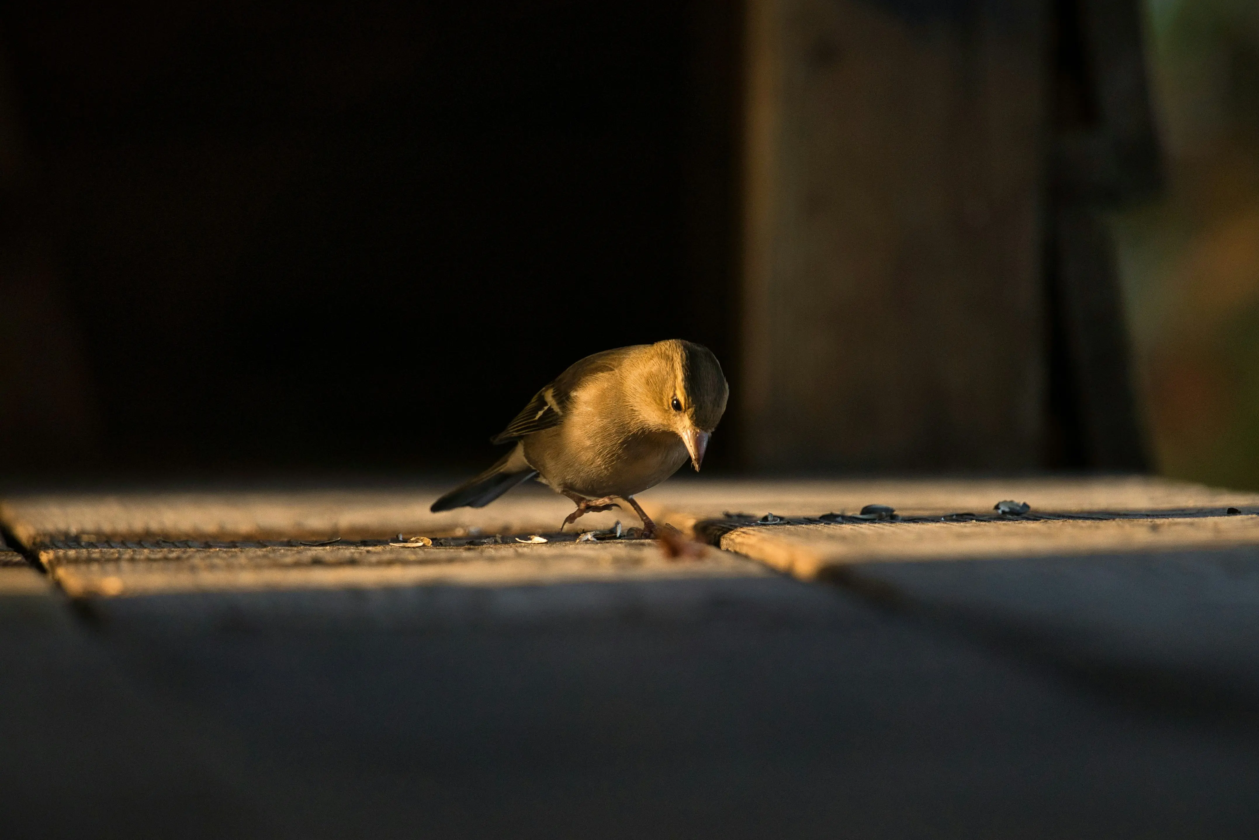 Mouse Bait : 5 Ultimate Secrets to Eradicate Rodents