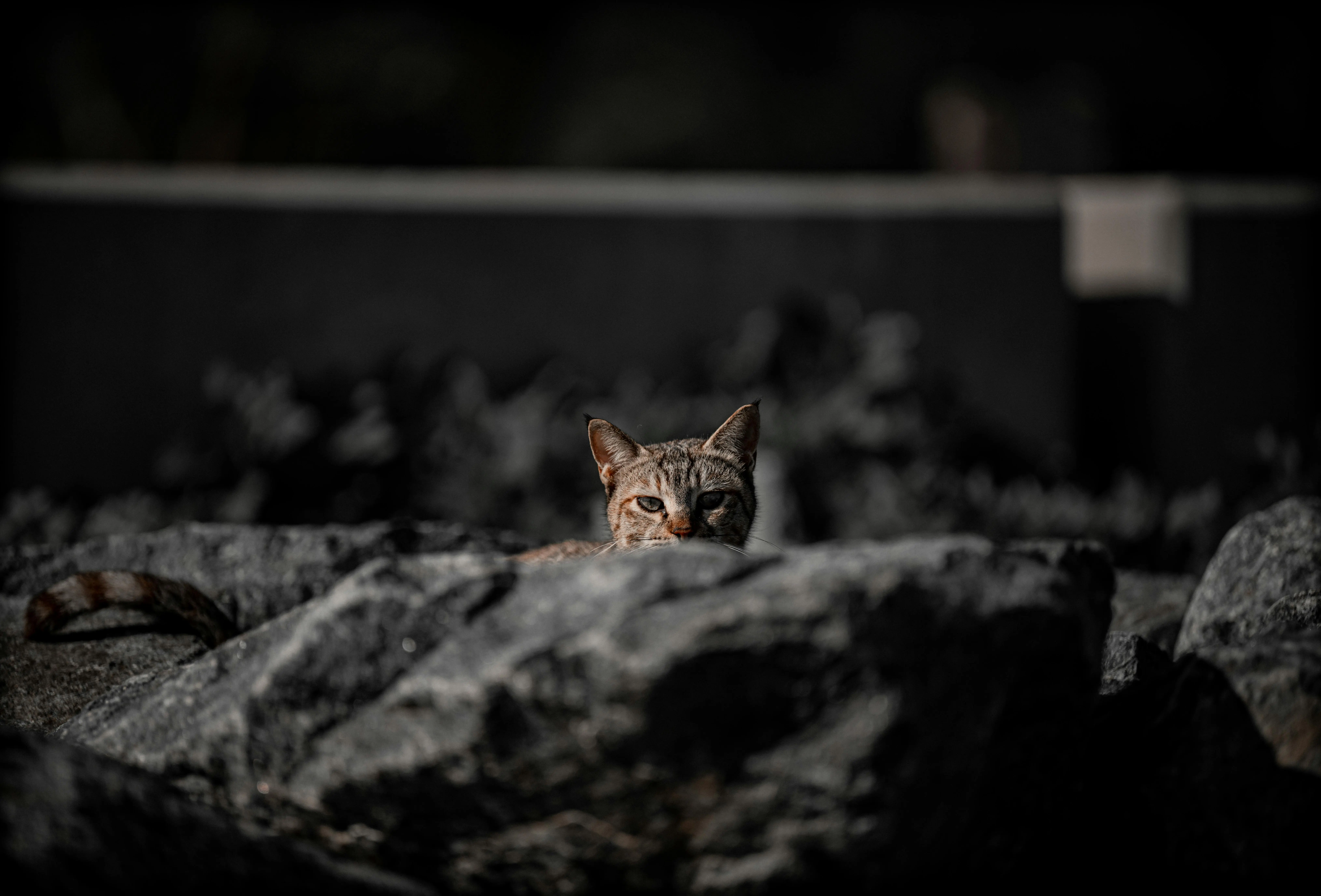grey paint A focused portrait of a cat peeking over rocks with a dramatic background in Kuwait City.