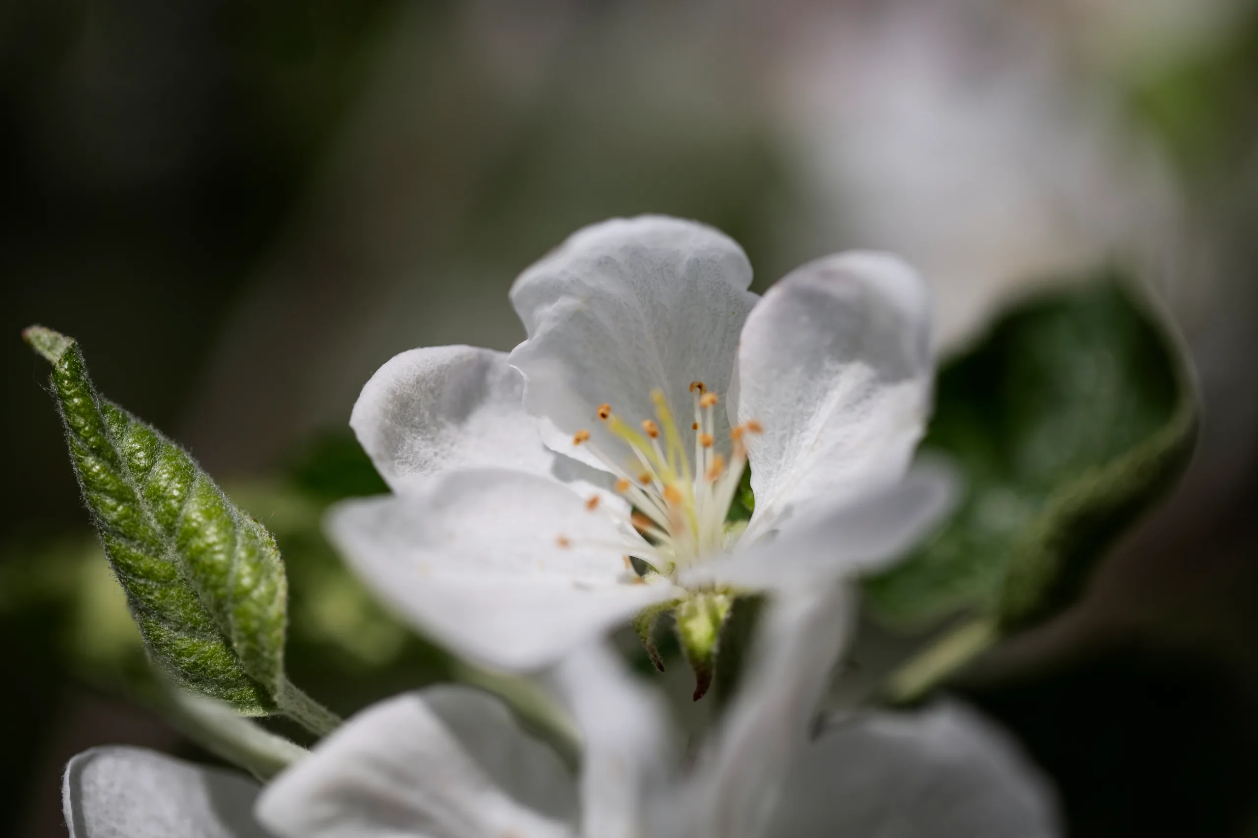 blurry-view-natural-flowers