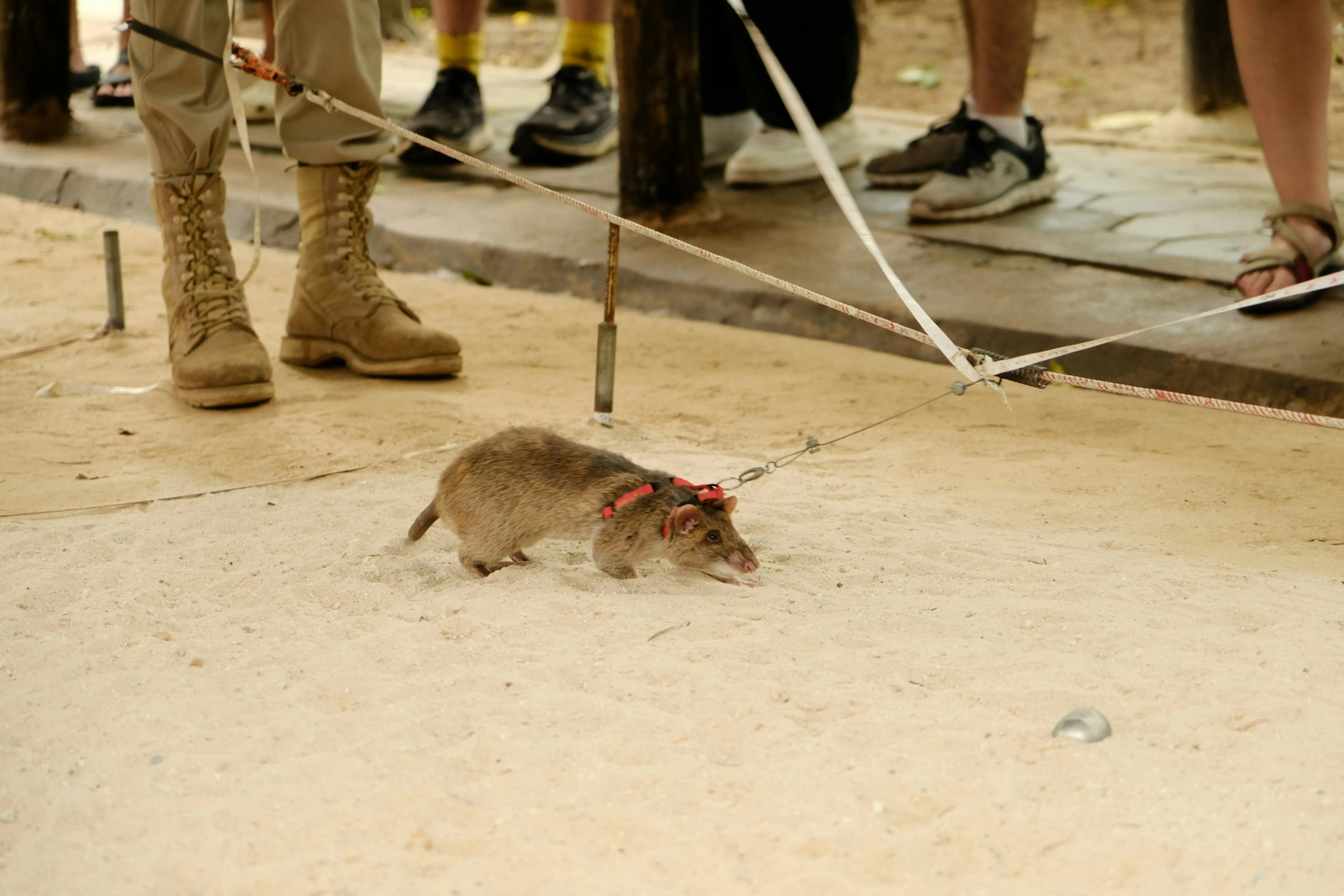 Rat Poop vs Mouse Poop : 5 Critical Differences !