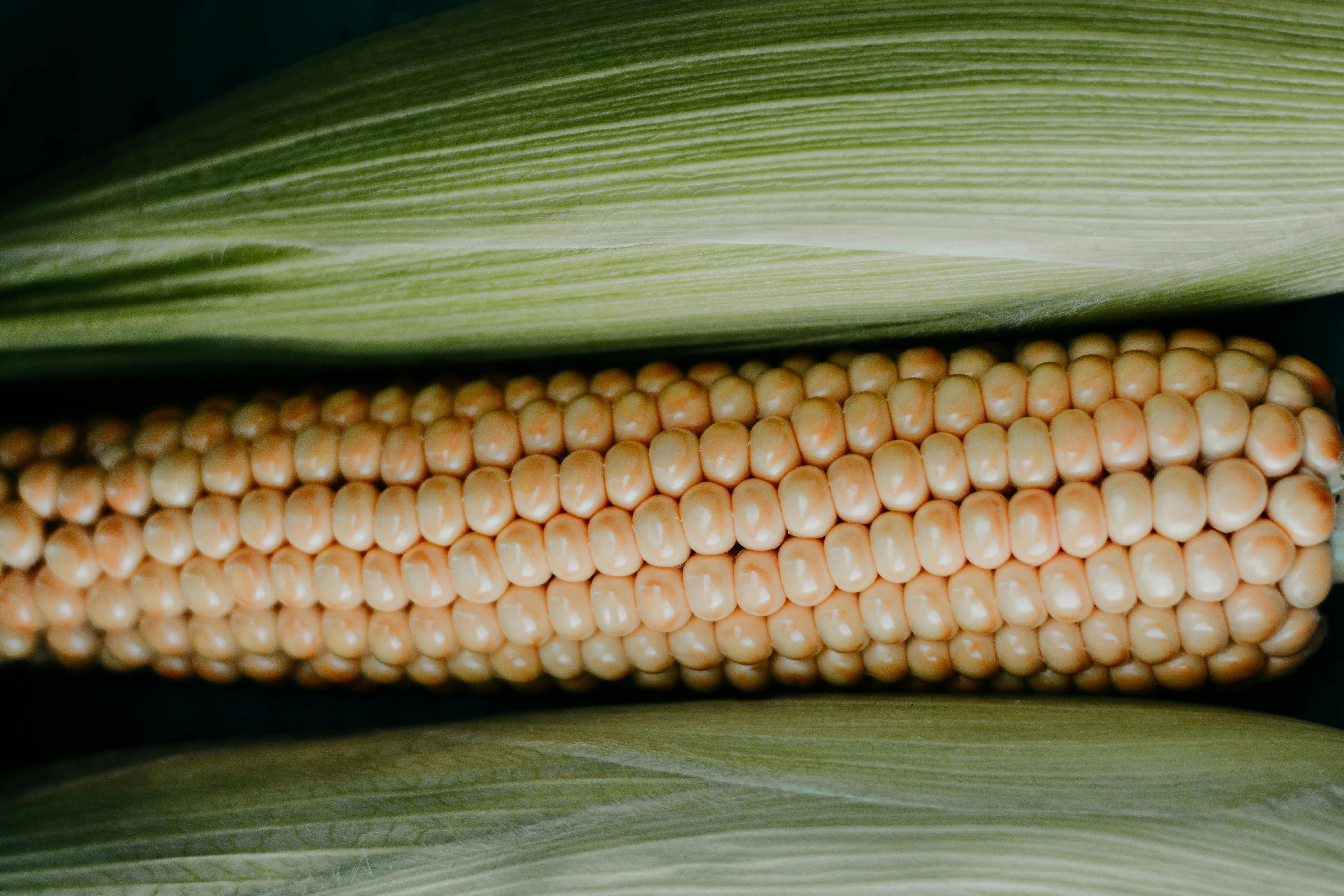 corn plant care Vivid close-up of a fresh corn cob with green husks, showcasing natural texture and color.