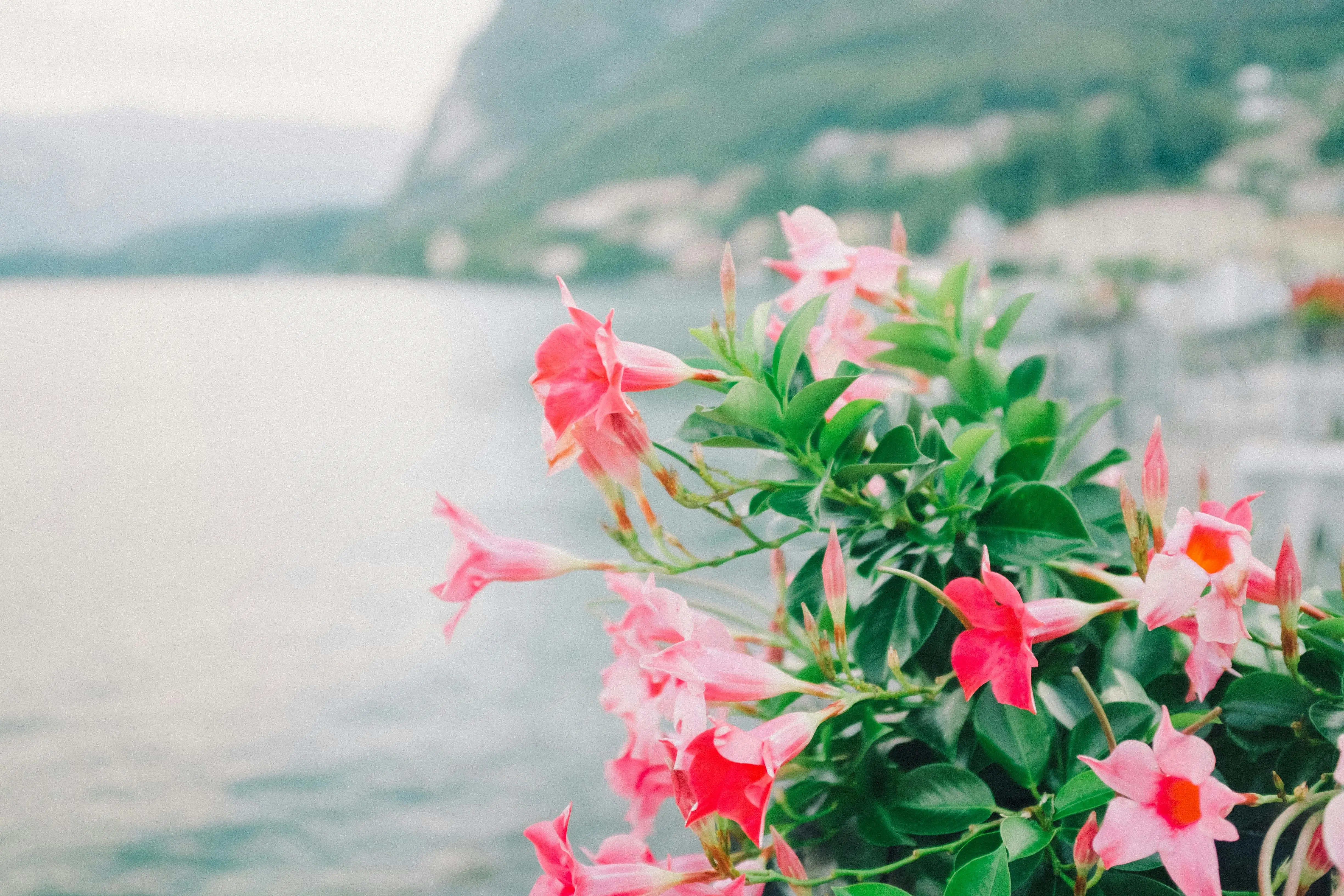 dipladenia plant Vibrant pink Dipladenia flowers blooming against a serene lakeside backdrop.