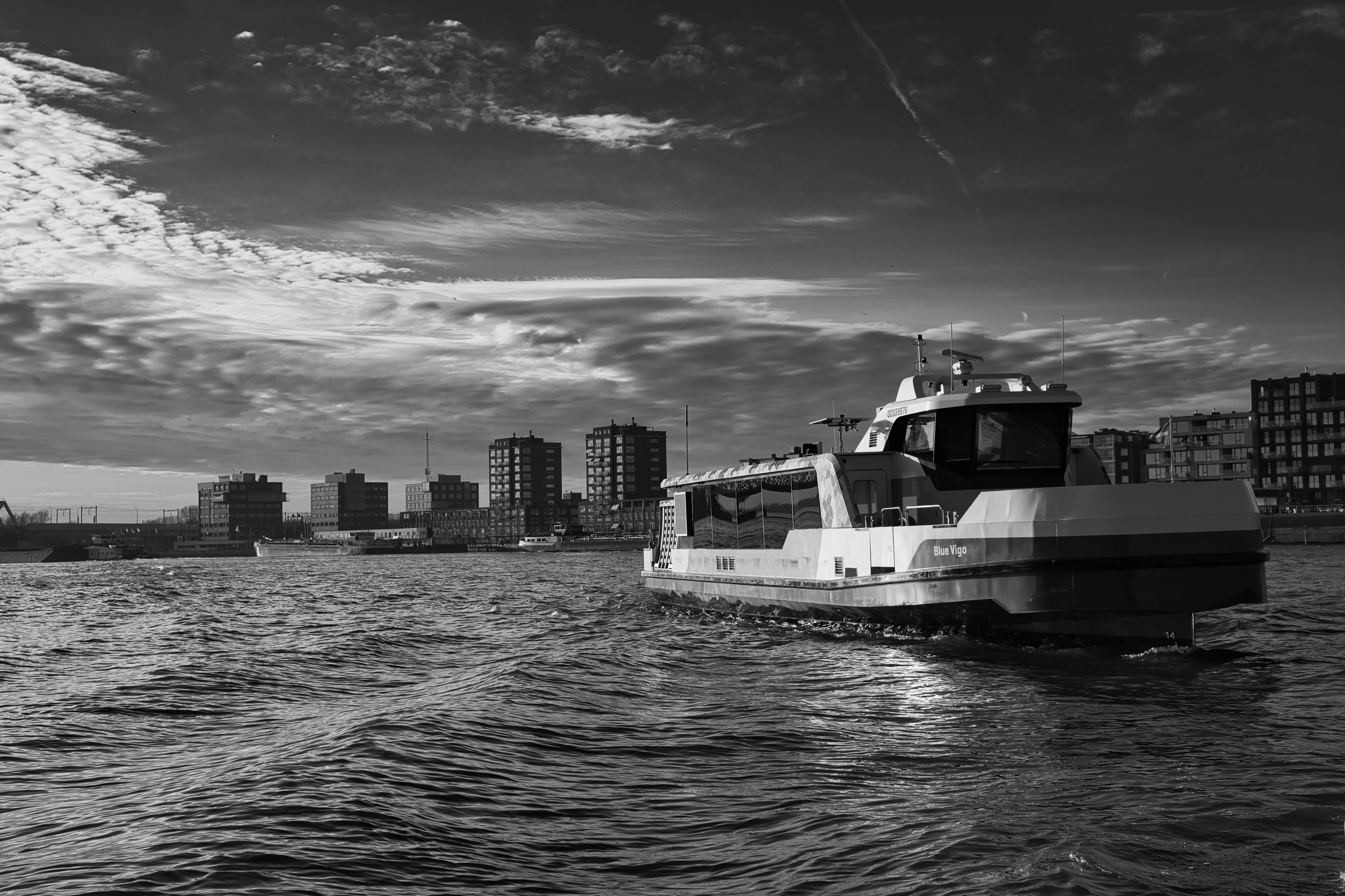 dipladenia plant Free stock photo of dordrecht